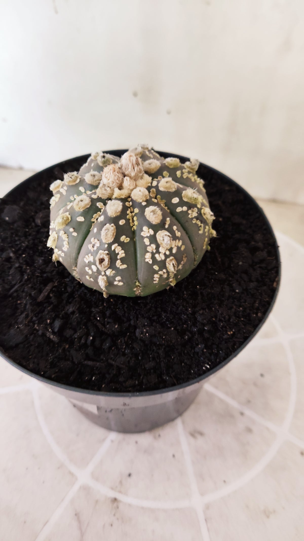 ASTROPHYTUM ASTERIAS "SUPER KABUTO"  Nº 1745 – vaso 15