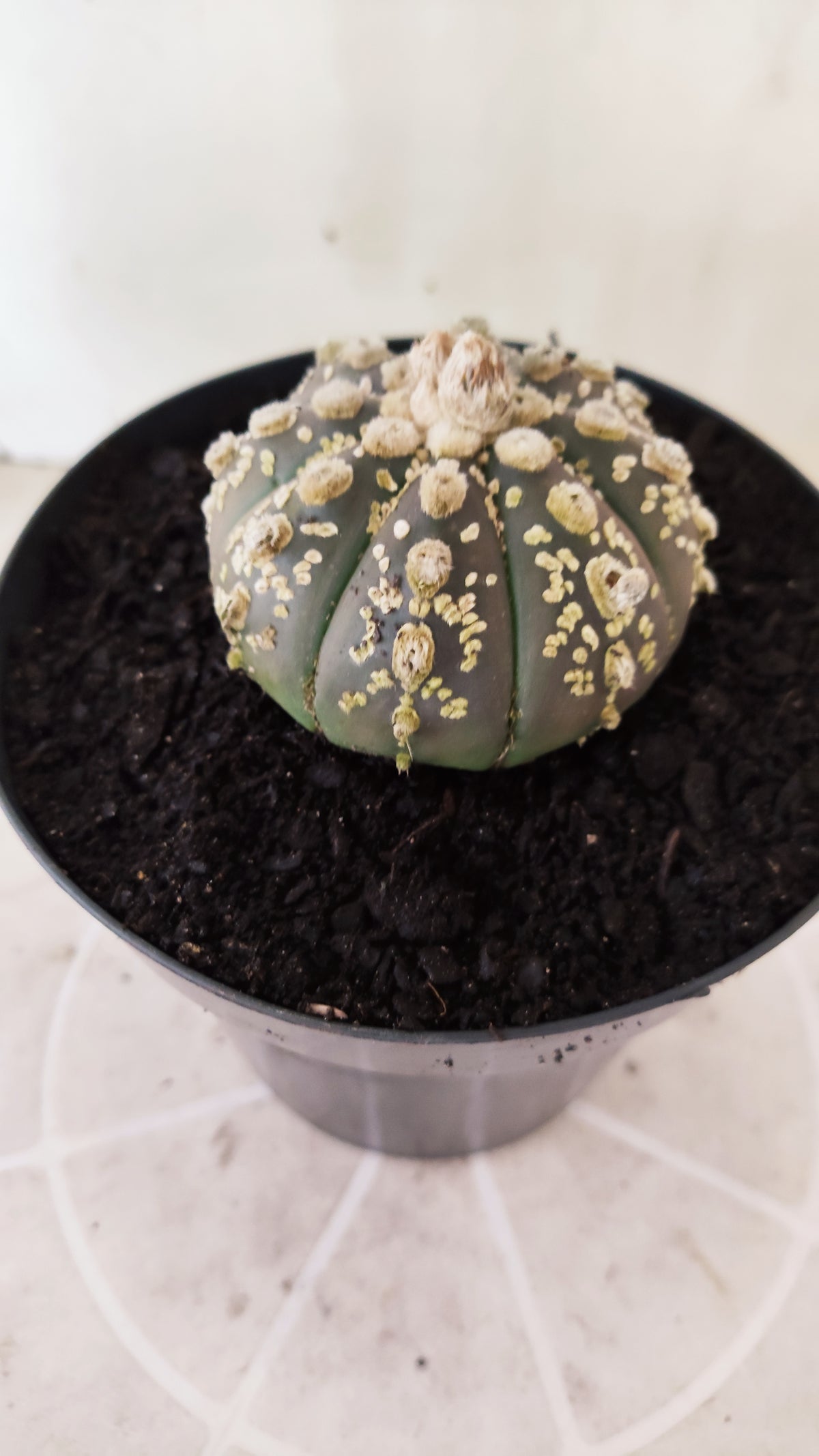 ASTROPHYTUM ASTERIAS "SUPER KABUTO"  Nº 1745 – vaso 15