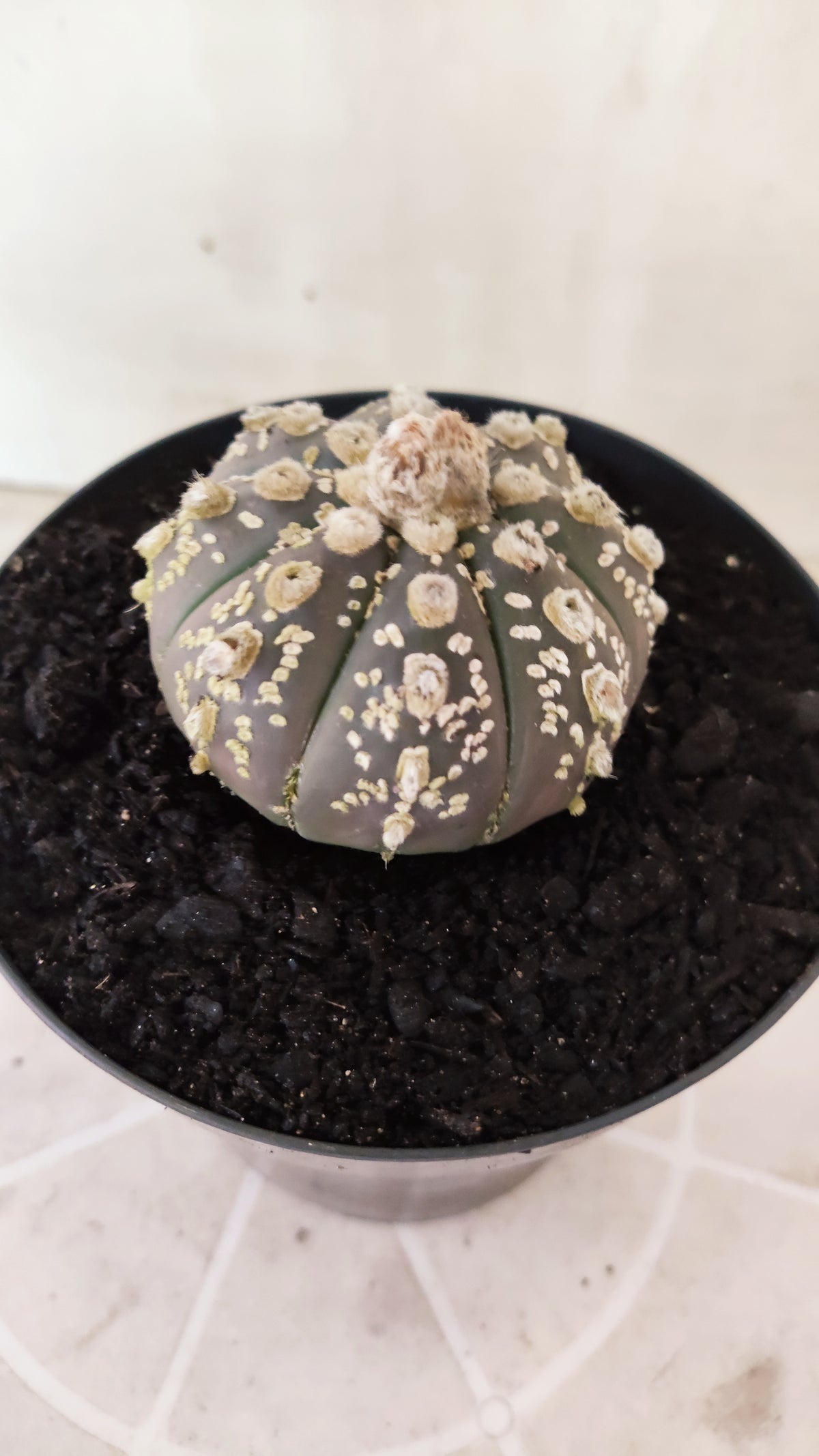 ASTROPHYTUM ASTERIAS "SUPER KABUTO"  Nº 1745 – vaso 15