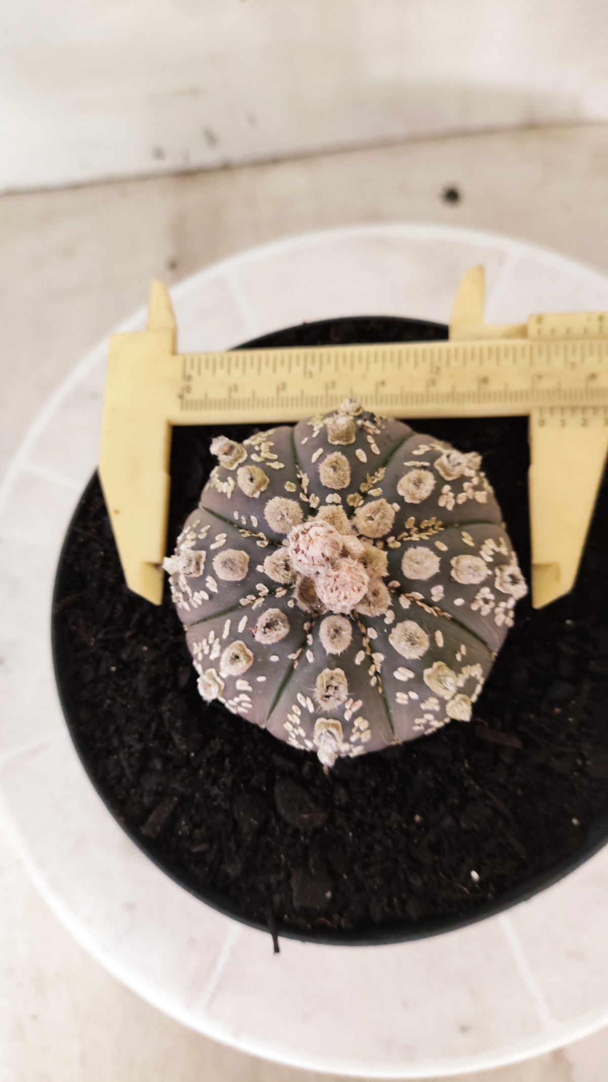 ASTROPHYTUM ASTERIAS "SUPER KABUTO"  Nº 1745 – vaso 15