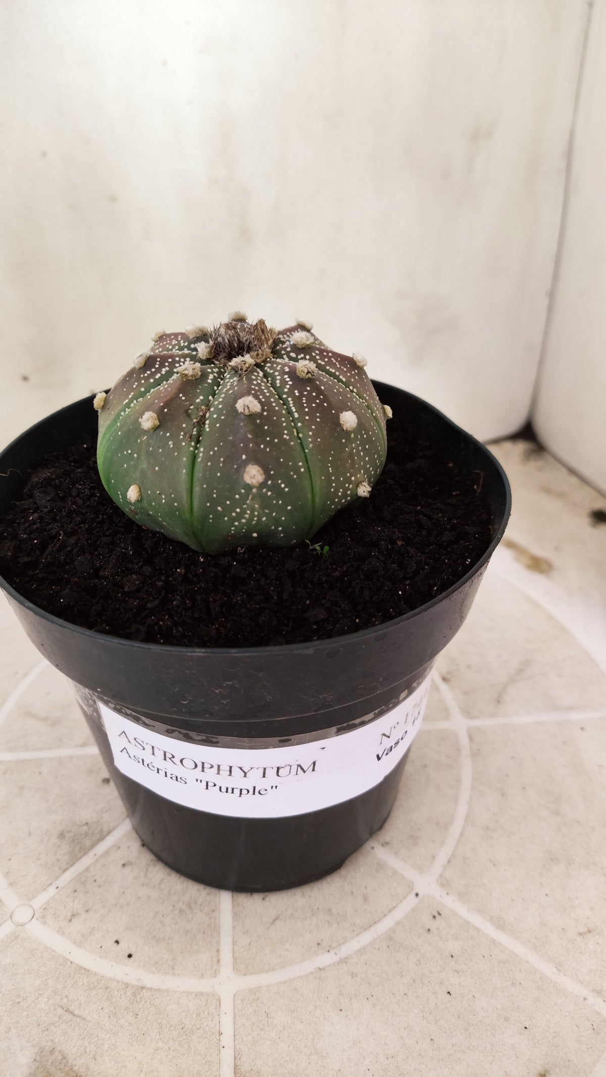 ASTROPHYTUM ASTERIAS Purple  Nº 1741 – vaso 15