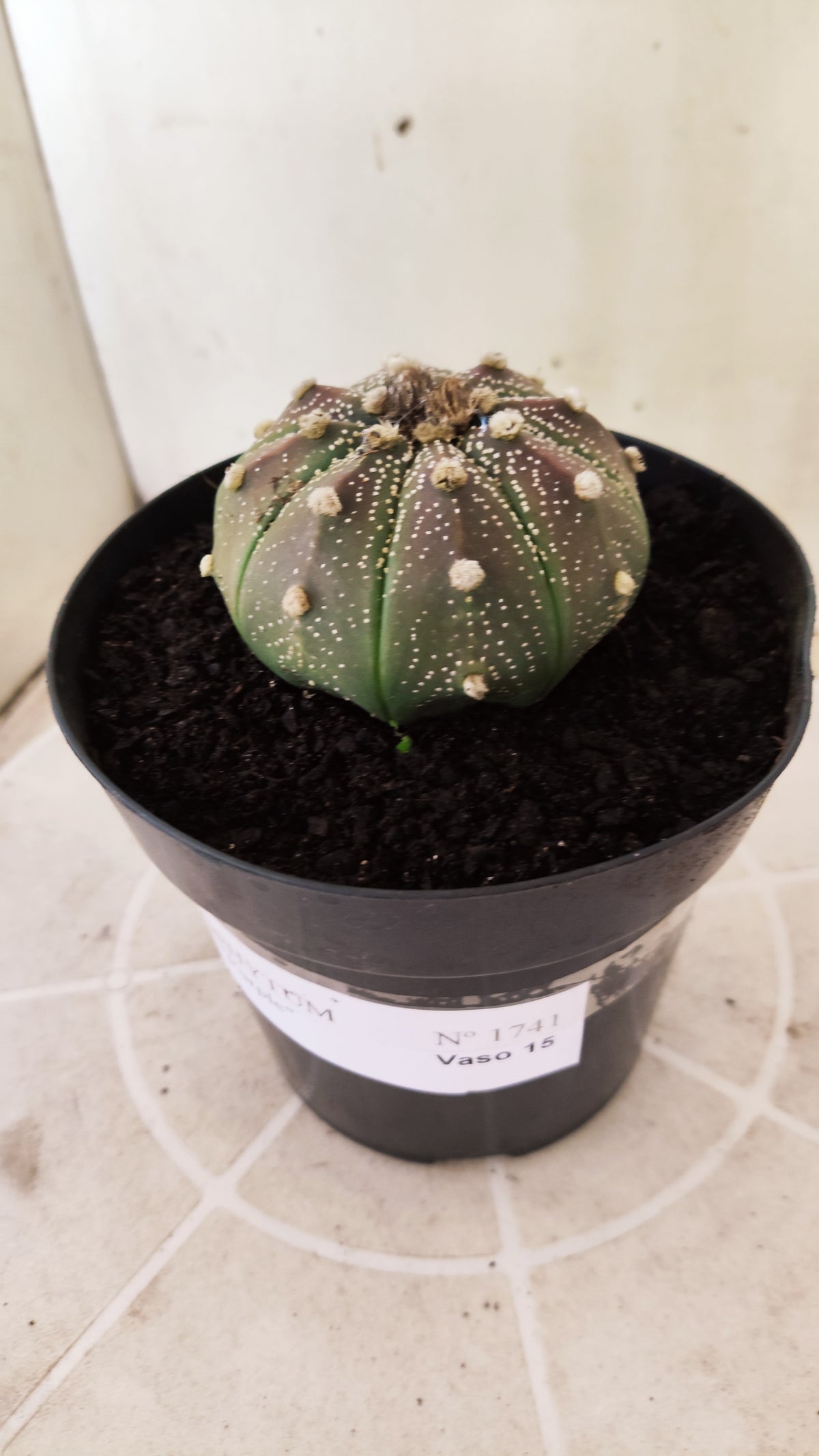 ASTROPHYTUM ASTERIAS Purple  Nº 1741 – vaso 15