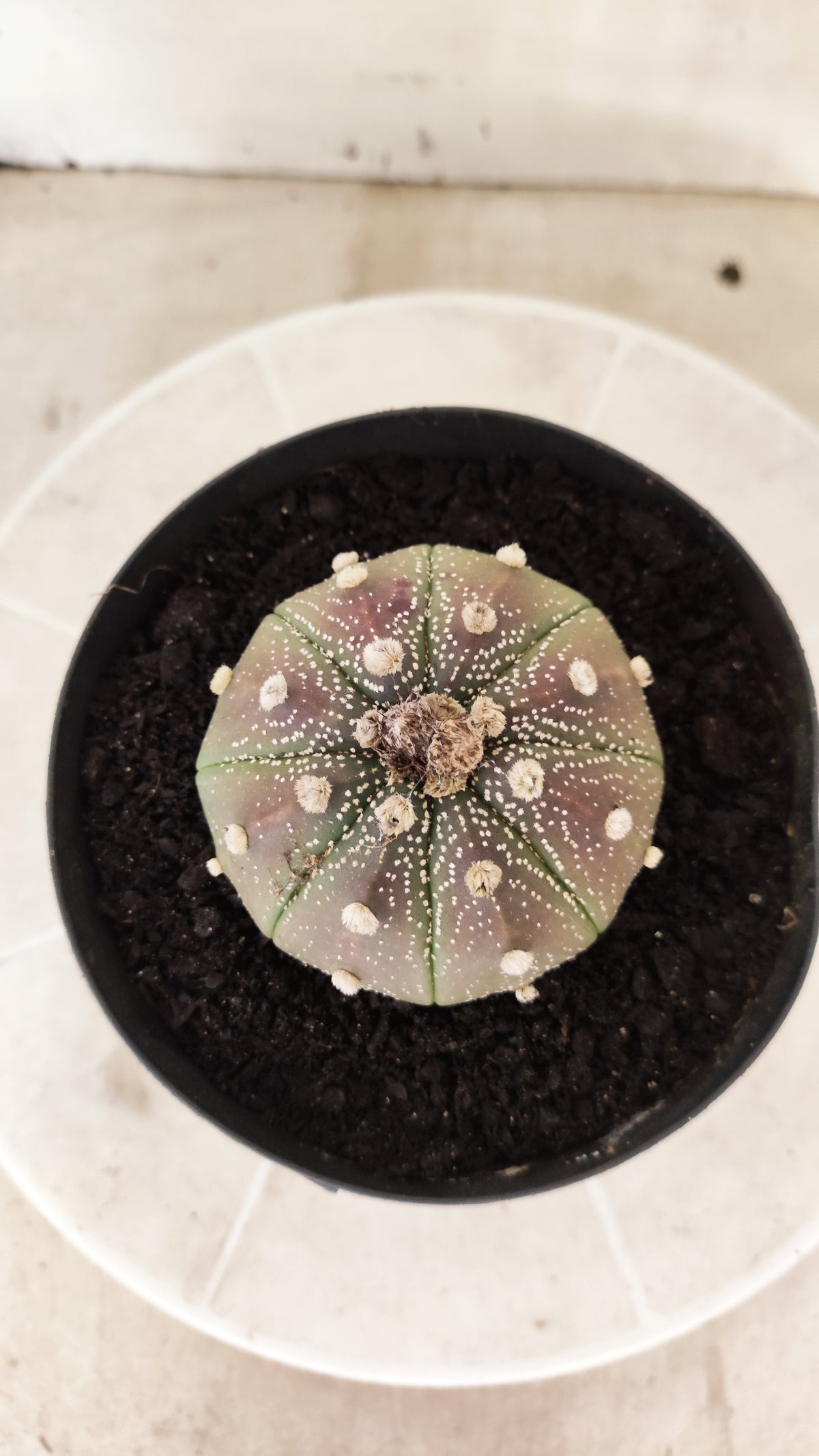 ASTROPHYTUM ASTERIAS Purple  Nº 1741 – vaso 15