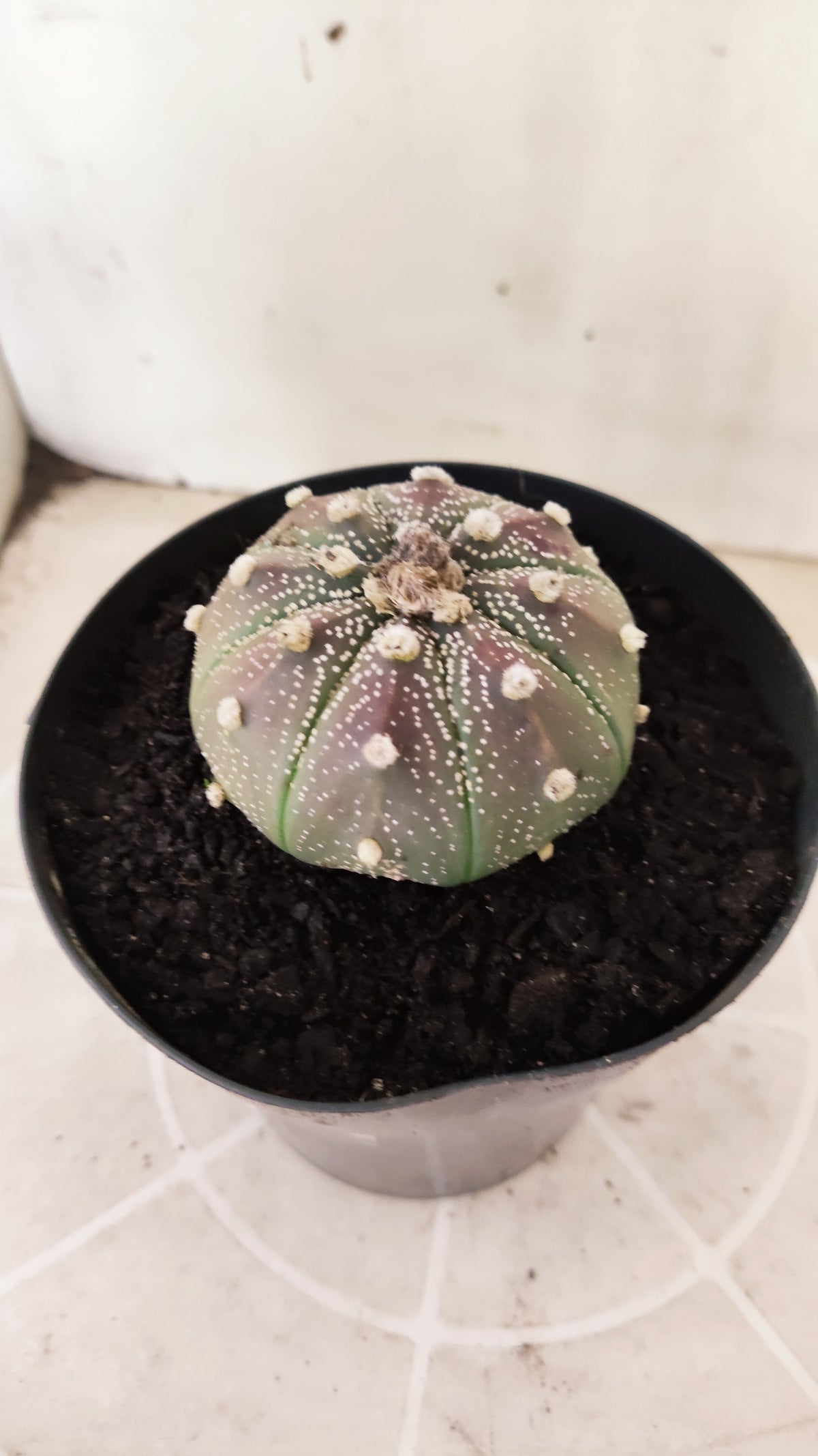 ASTROPHYTUM ASTERIAS Purple  Nº 1741 – vaso 15