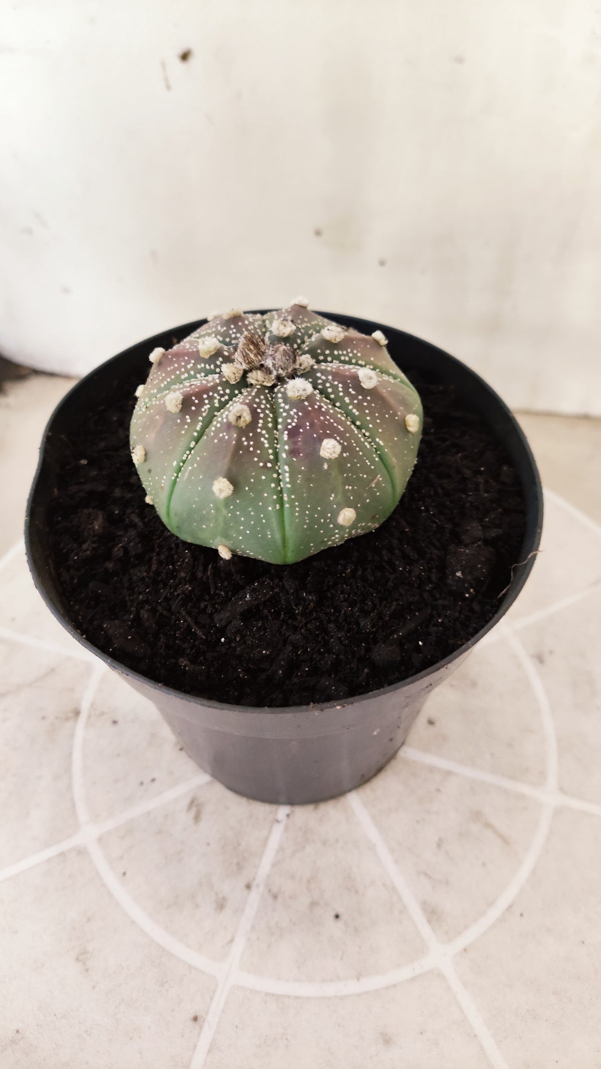 ASTROPHYTUM ASTERIAS Purple  Nº 1741 – vaso 15