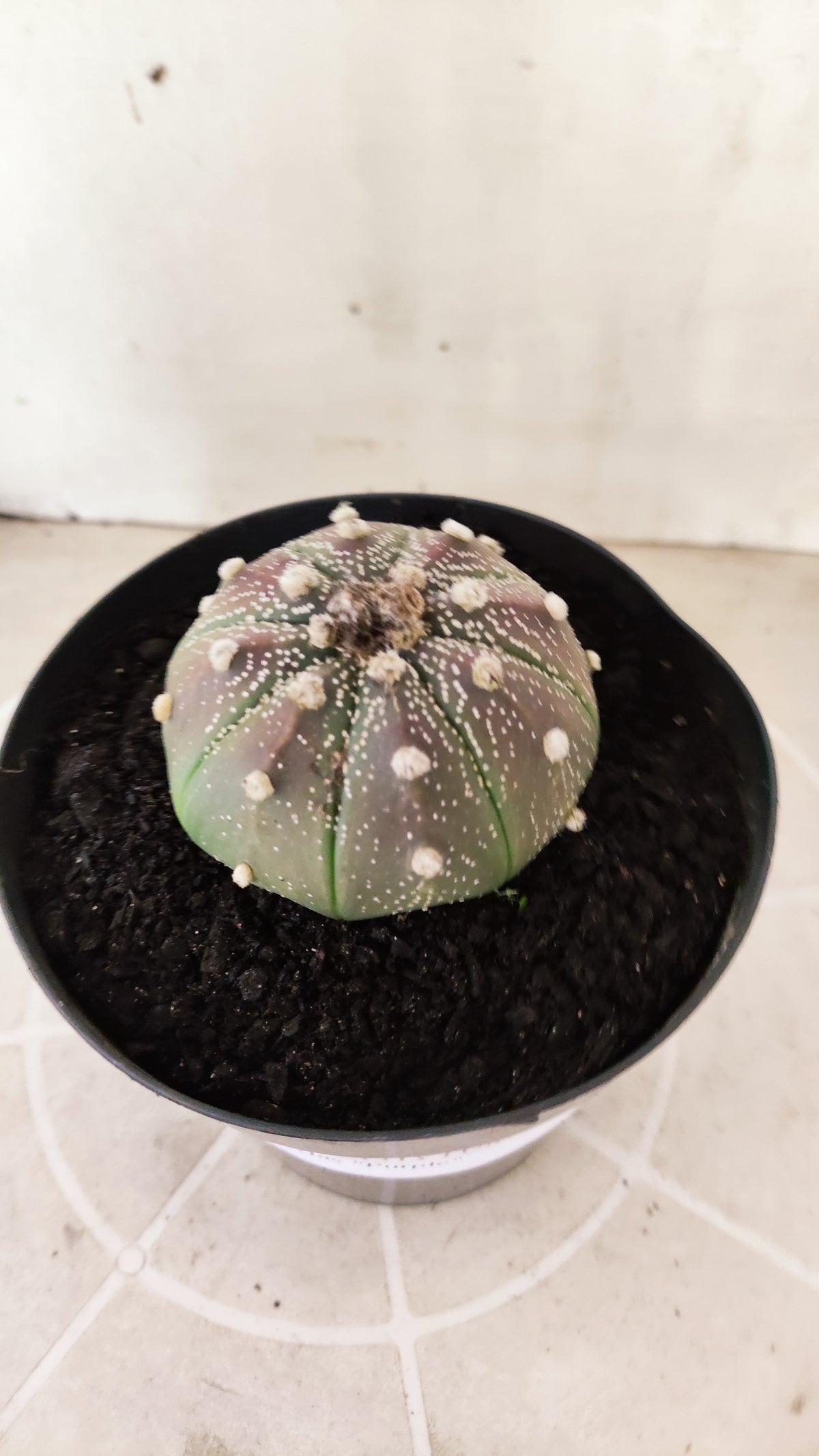 ASTROPHYTUM ASTERIAS Purple  Nº 1741 – vaso 15