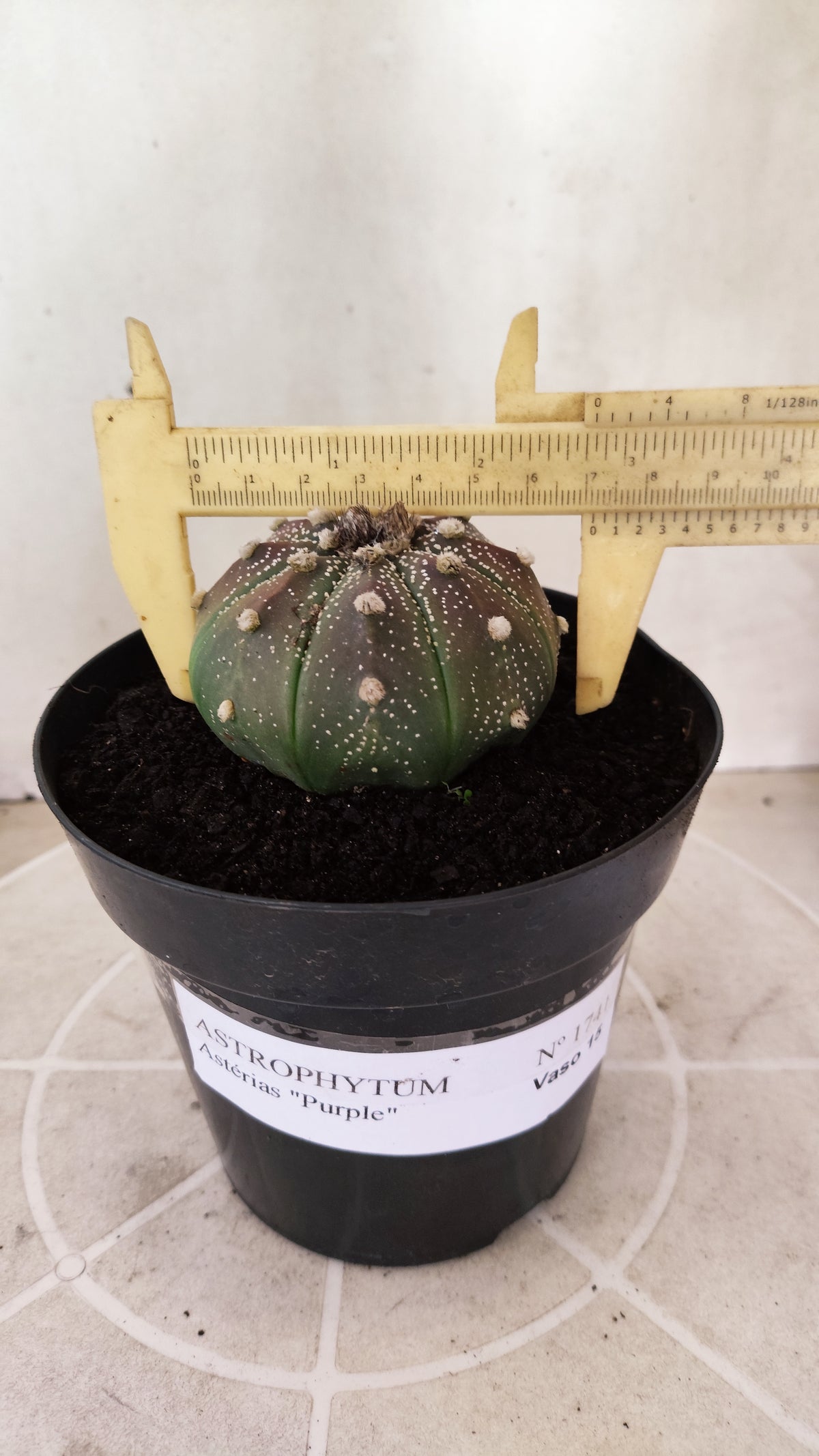 ASTROPHYTUM ASTERIAS Purple  Nº 1741 – vaso 15
