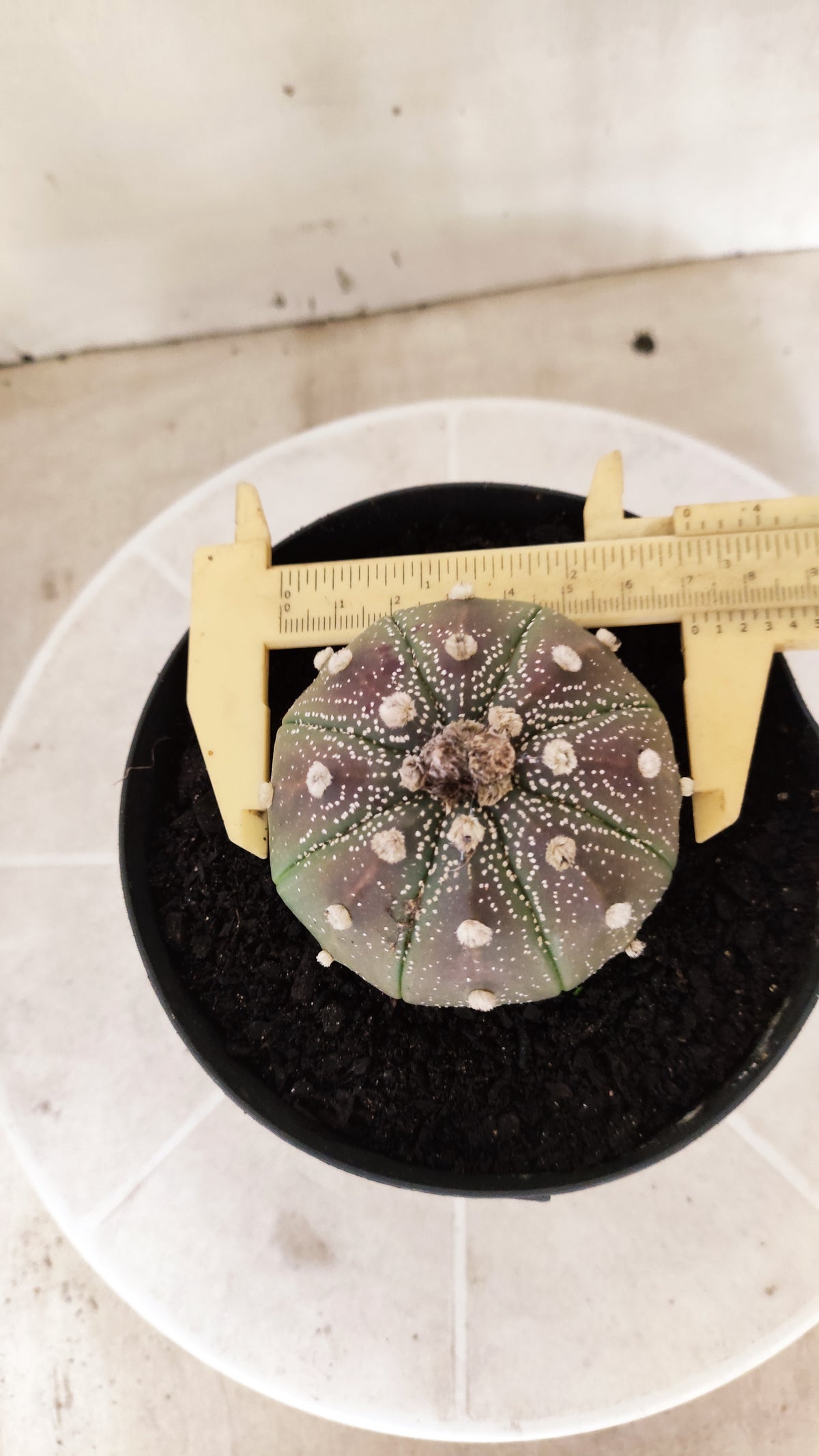 ASTROPHYTUM ASTERIAS Purple  Nº 1741 – vaso 15