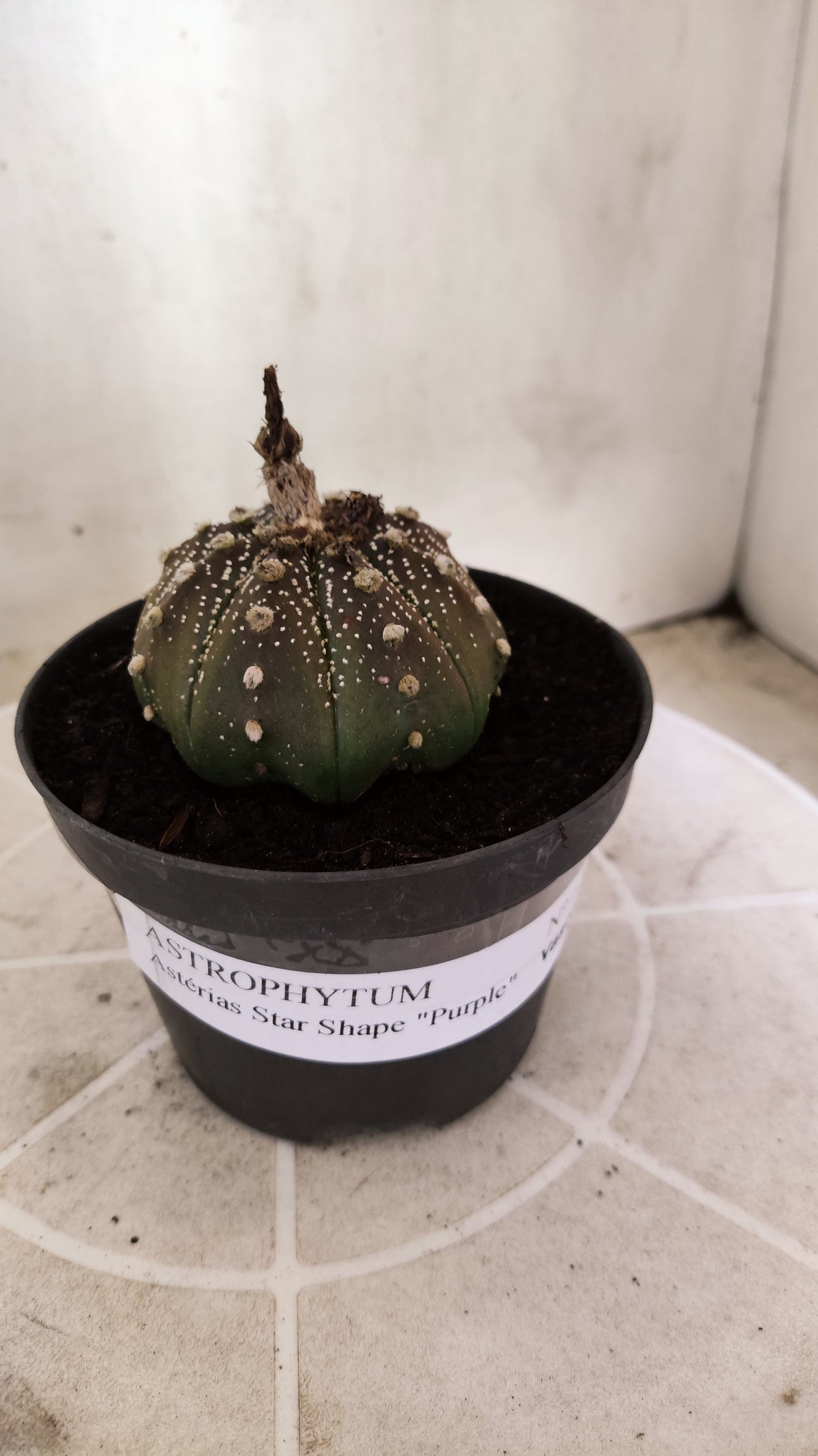 ASTROPHYTUM ASTERIAS "STAR SHAPE - Purple  Nº 1742 – vaso 11