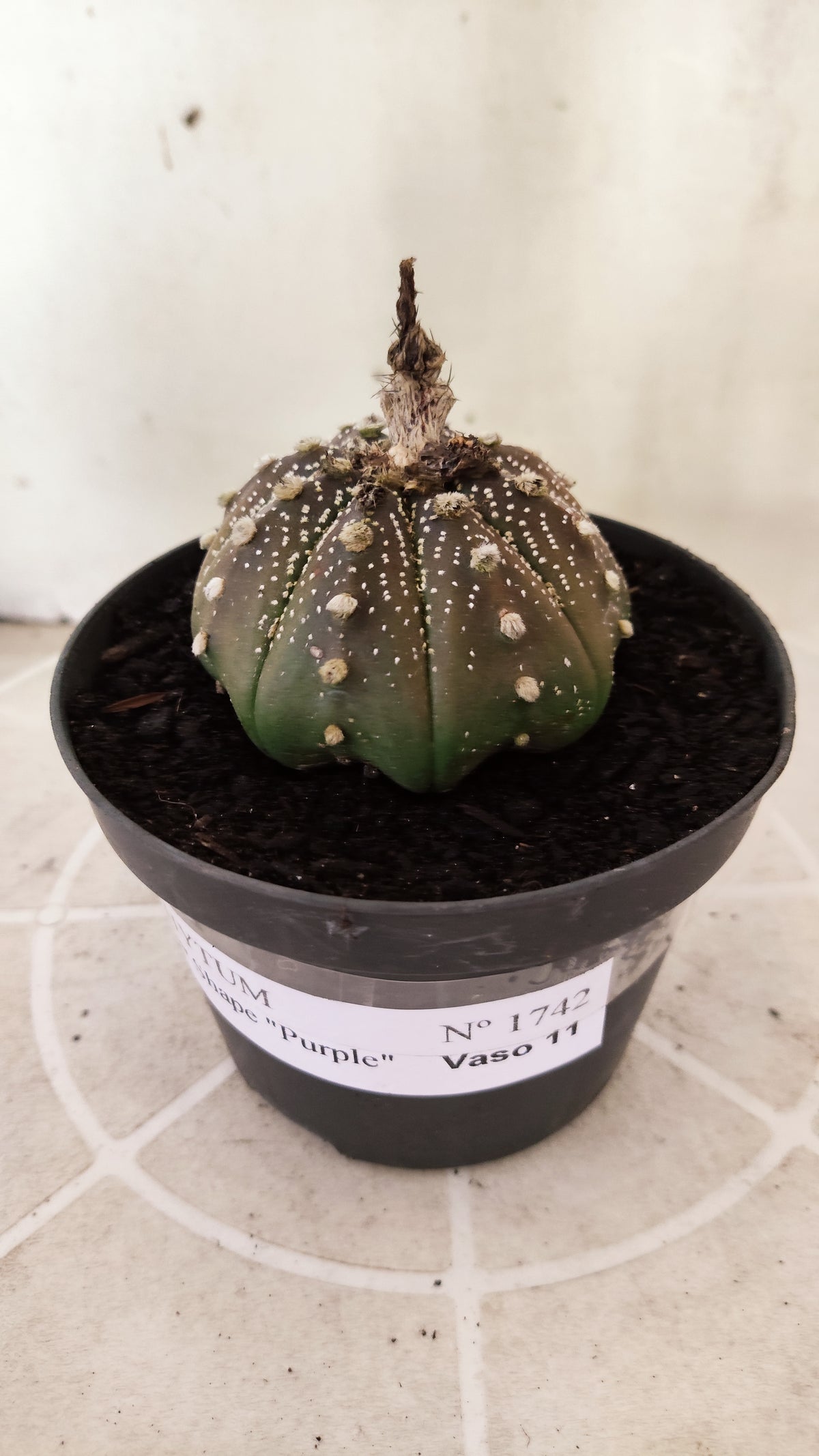 ASTROPHYTUM ASTERIAS "STAR SHAPE - Purple  Nº 1742 – vaso 11