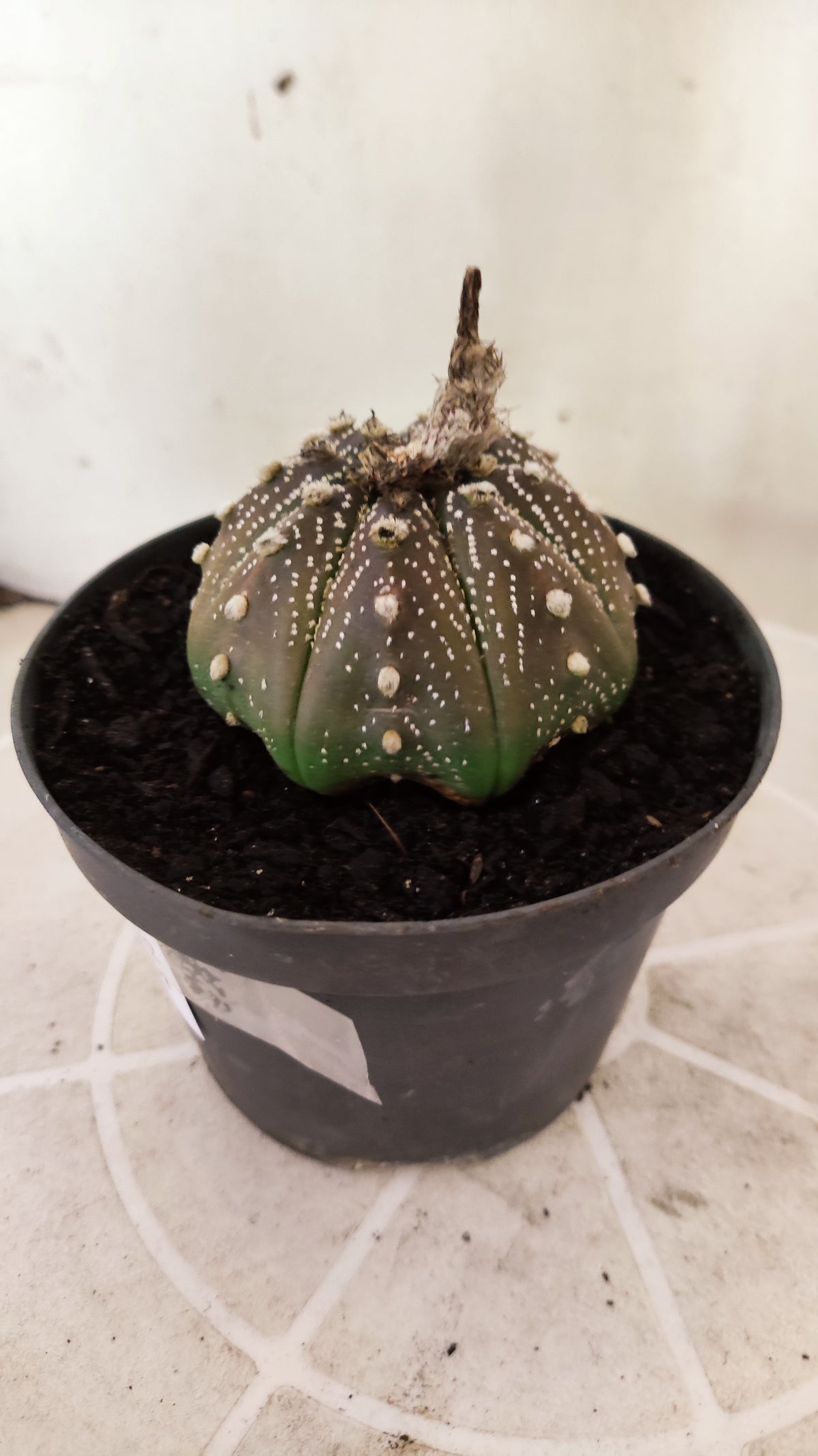 ASTROPHYTUM ASTERIAS "STAR SHAPE - Purple  Nº 1742 – vaso 11