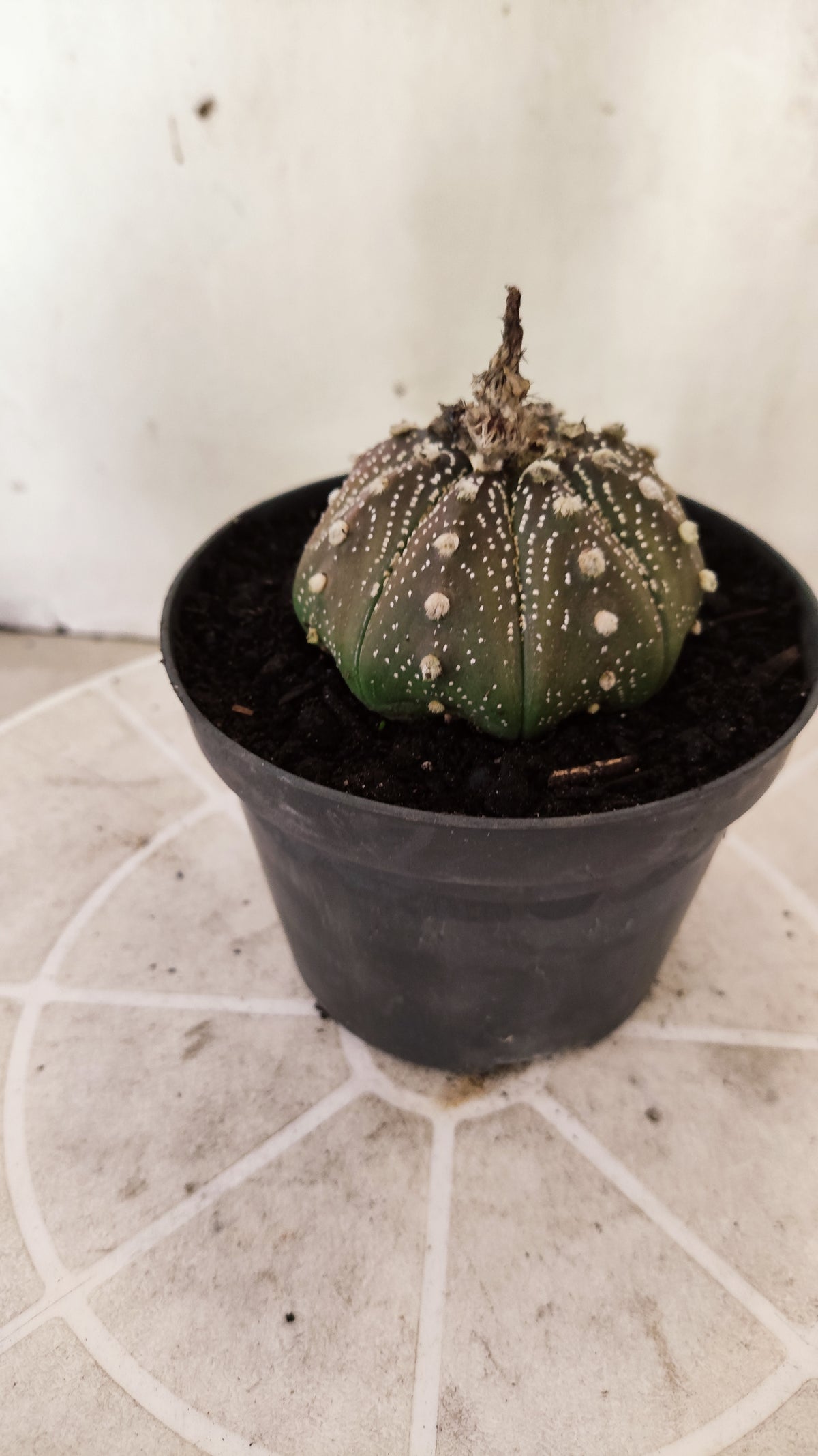 ASTROPHYTUM ASTERIAS "STAR SHAPE - Purple  Nº 1742 – vaso 11
