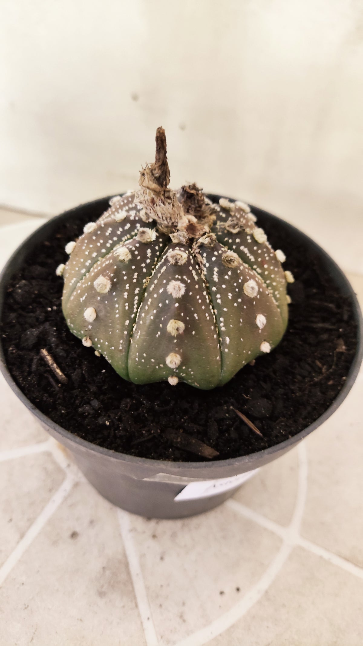 ASTROPHYTUM ASTERIAS "STAR SHAPE - Purple  Nº 1742 – vaso 11