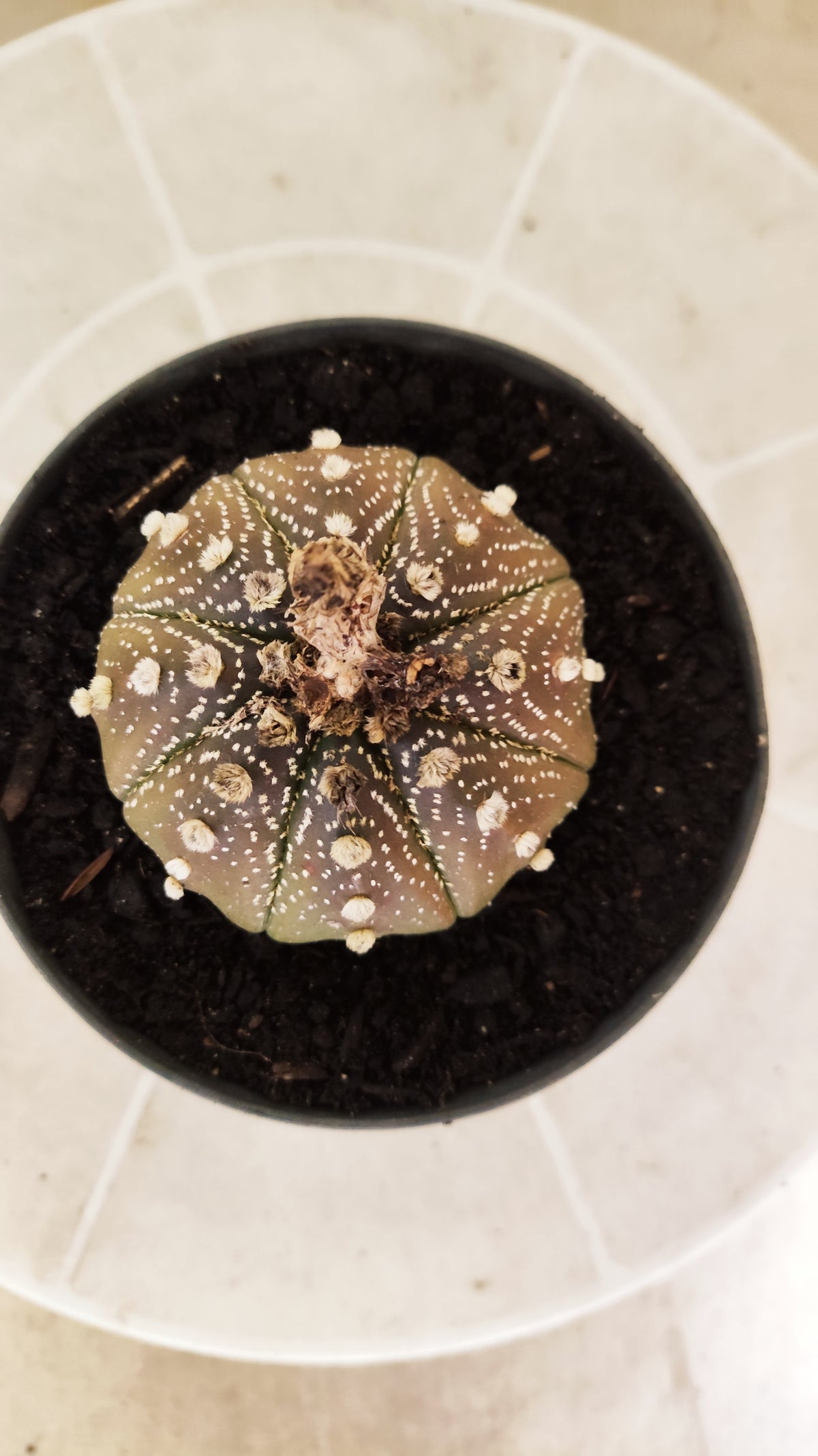 ASTROPHYTUM ASTERIAS "STAR SHAPE - Purple  Nº 1742 – vaso 11