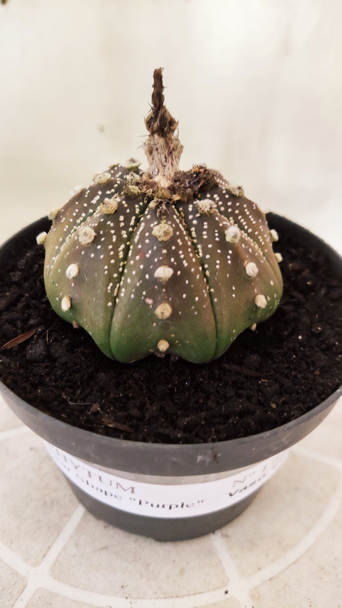 ASTROPHYTUM ASTERIAS "STAR SHAPE - Purple  Nº 1742 – vaso 11