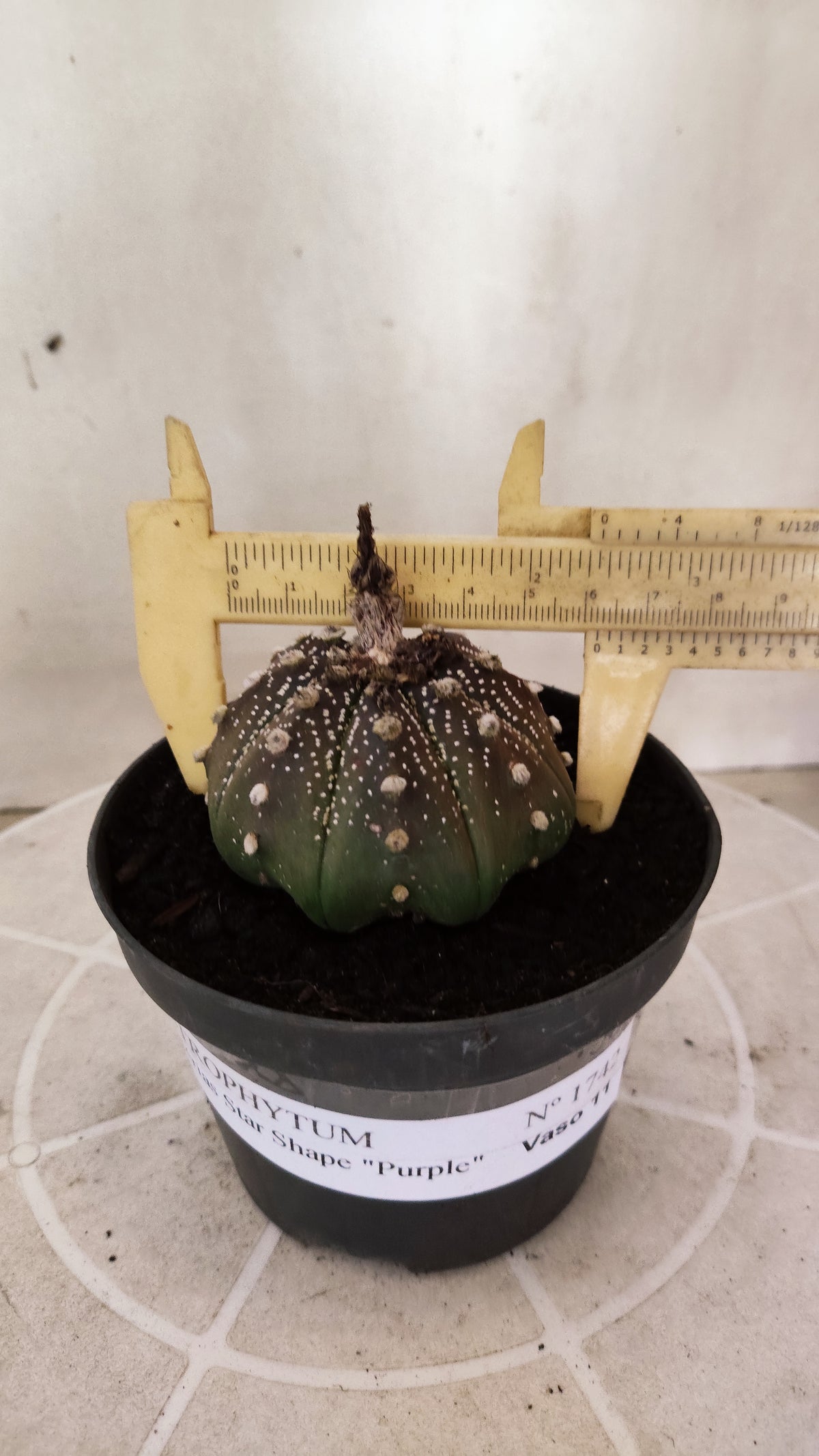 ASTROPHYTUM ASTERIAS "STAR SHAPE - Purple  Nº 1742 – vaso 11