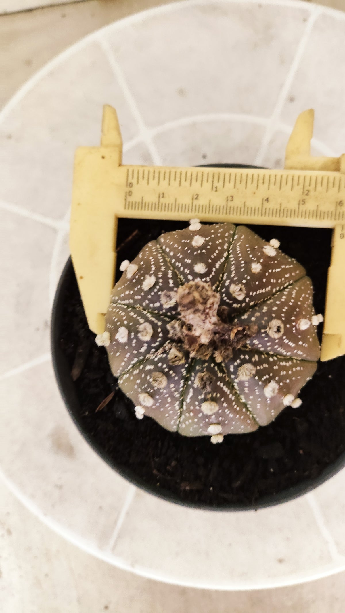 ASTROPHYTUM ASTERIAS "STAR SHAPE - Purple  Nº 1742 – vaso 11