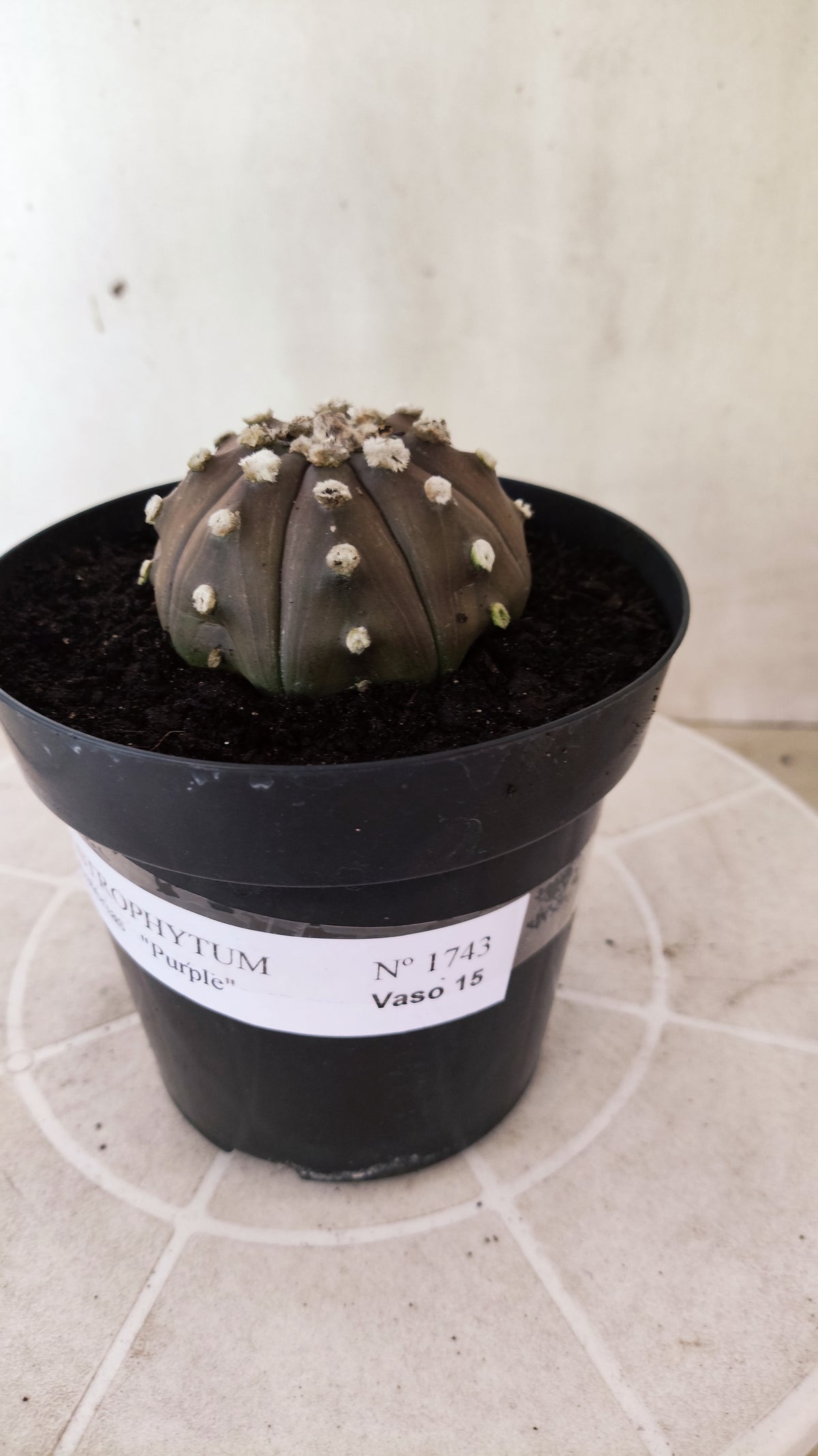 ASTROPHYTUM ASTERIAS “Purple”  Nº 1743 – vaso 15