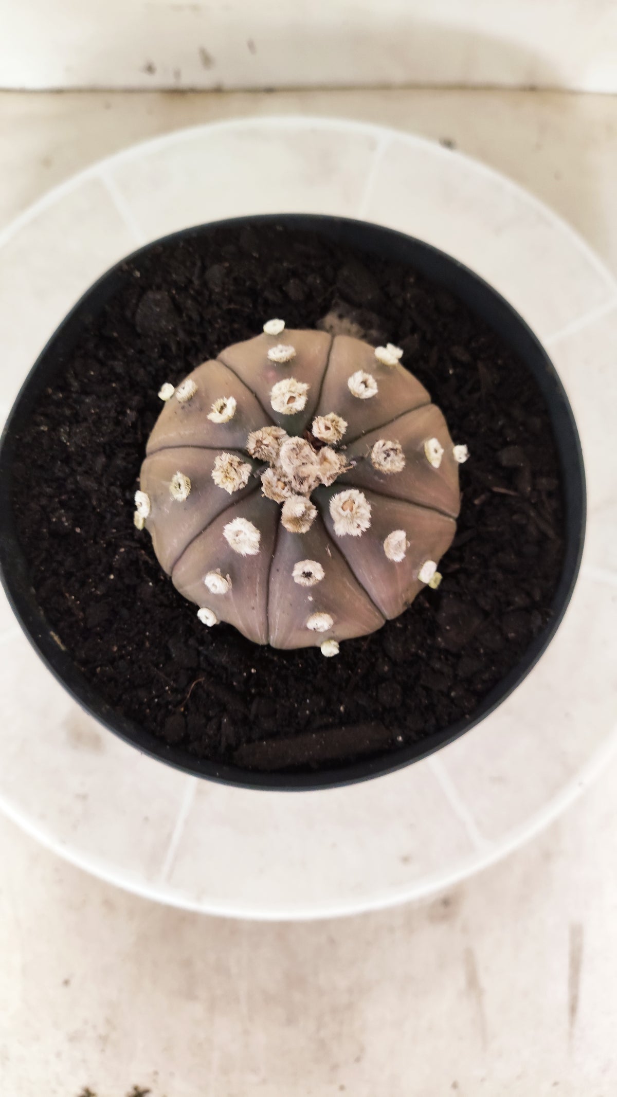 ASTROPHYTUM ASTERIAS “Purple”  Nº 1743 – vaso 15