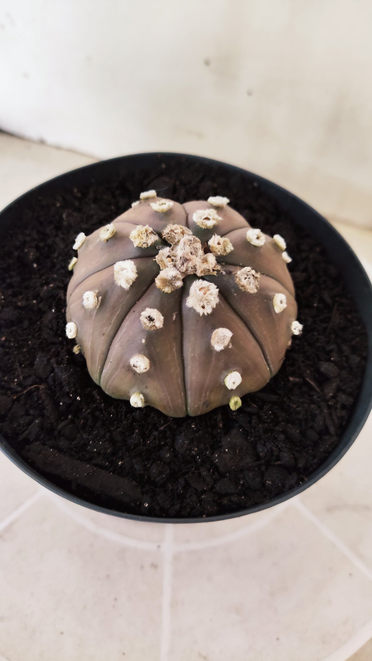 ASTROPHYTUM ASTERIAS “Purple”  Nº 1743 – vaso 15
