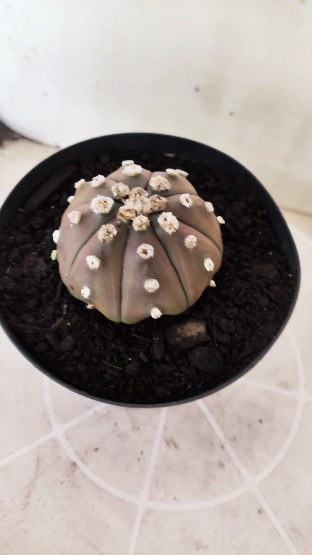 ASTROPHYTUM ASTERIAS “Purple”  Nº 1743 – vaso 15