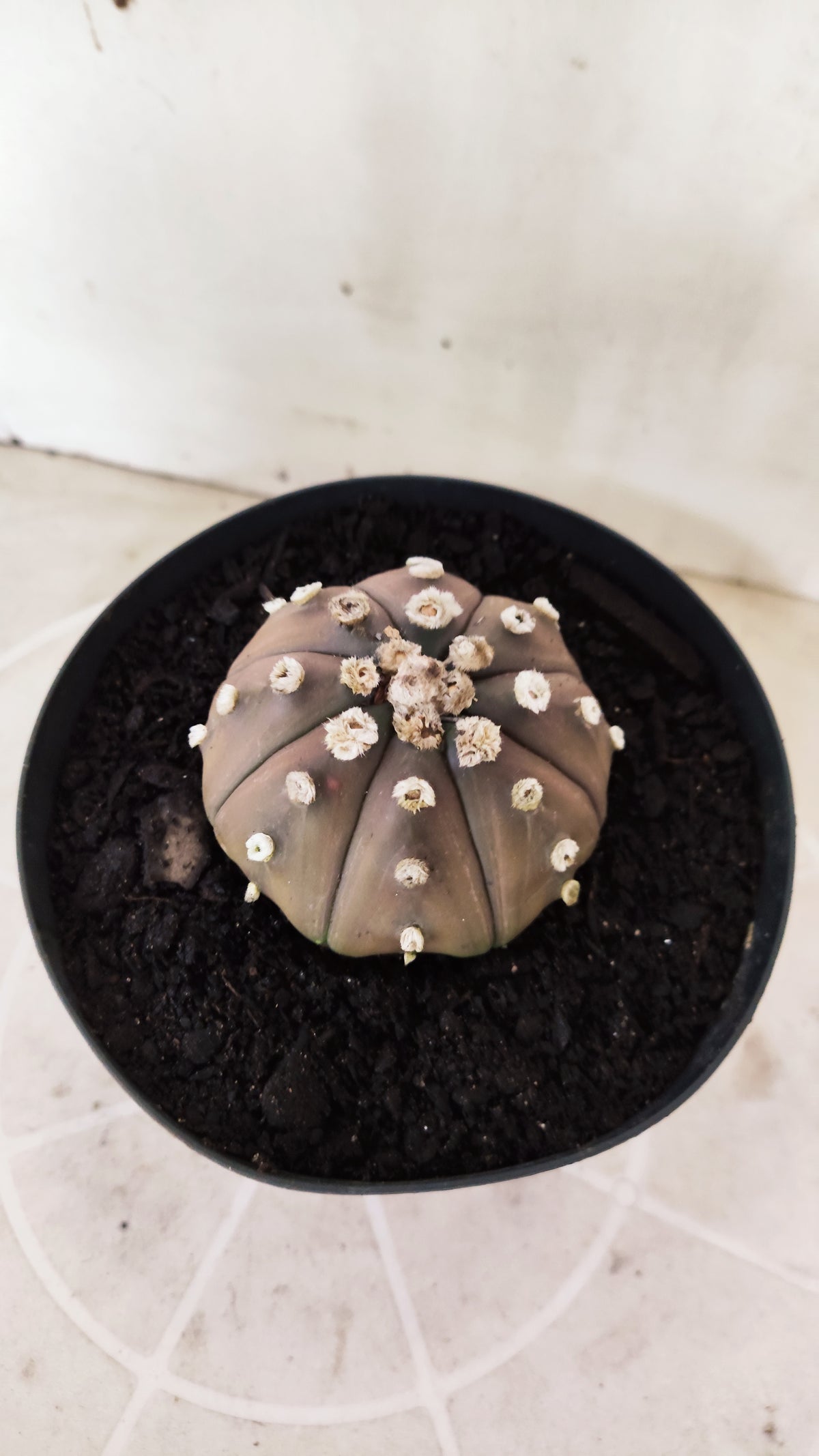 ASTROPHYTUM ASTERIAS “Purple”  Nº 1743 – vaso 15