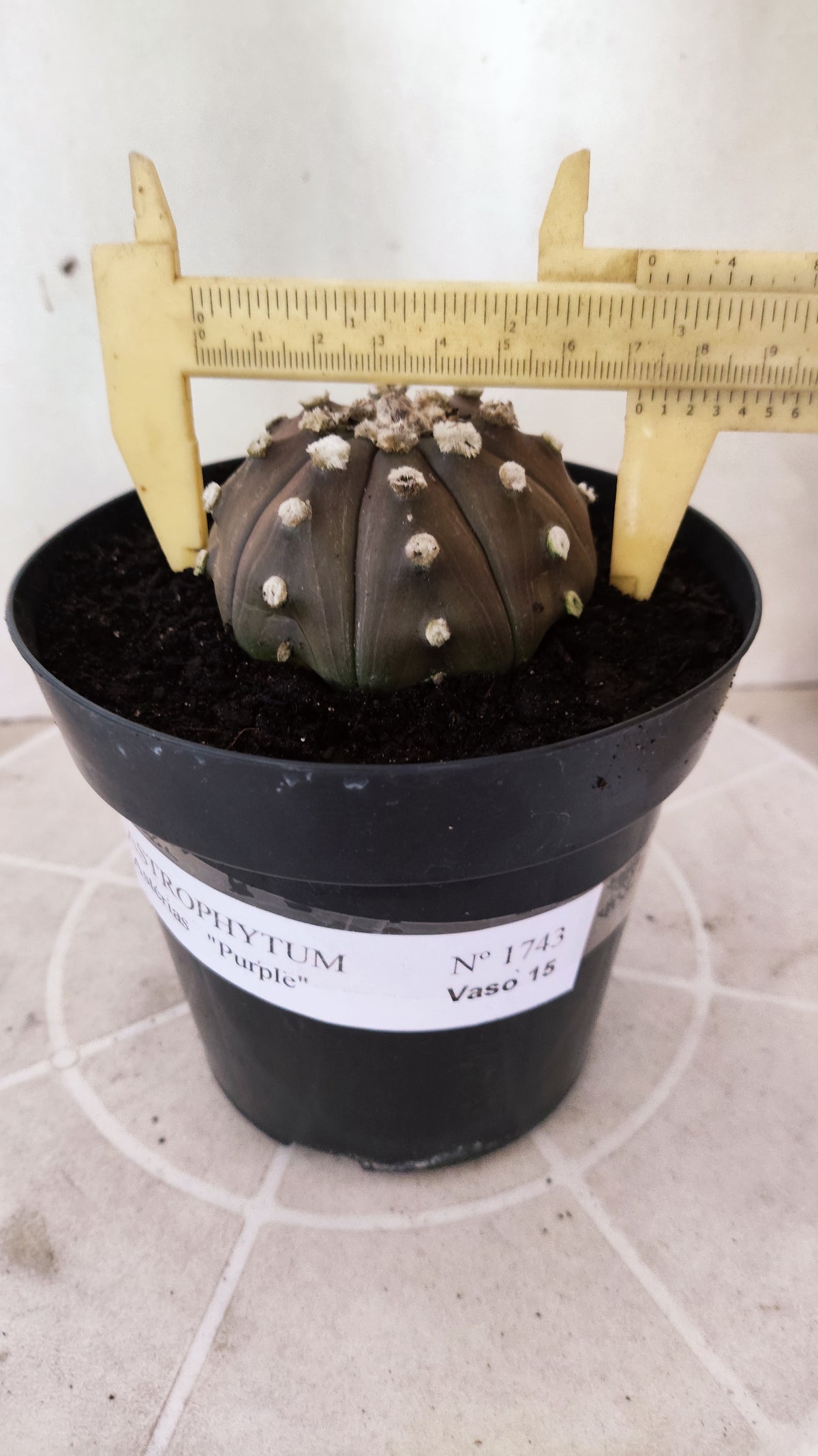 ASTROPHYTUM ASTERIAS “Purple”  Nº 1743 – vaso 15