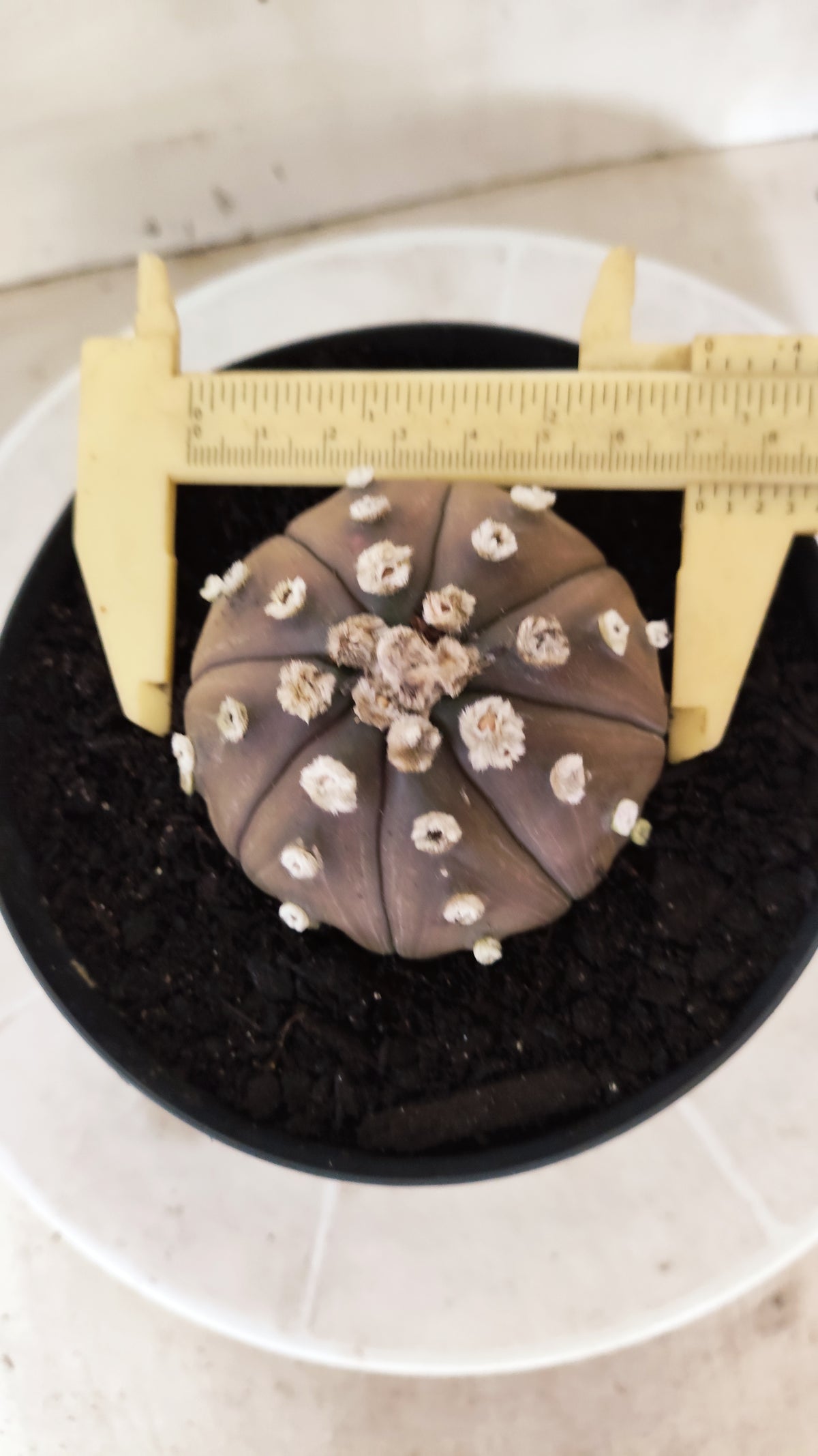 ASTROPHYTUM ASTERIAS “Purple”  Nº 1743 – vaso 15