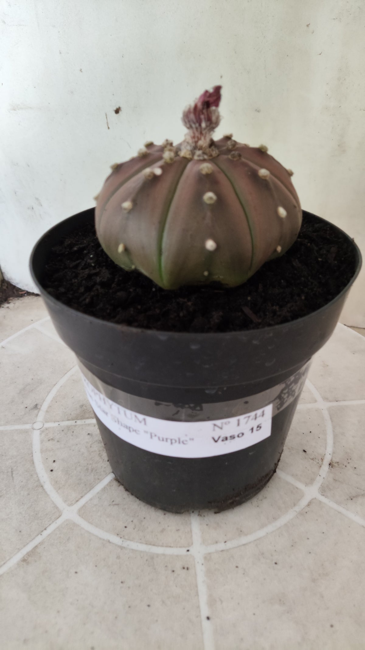 ASTROPHYTUM ASTERIAS "STAR SHAPE - Purple  Nº 1744 – vaso 15
