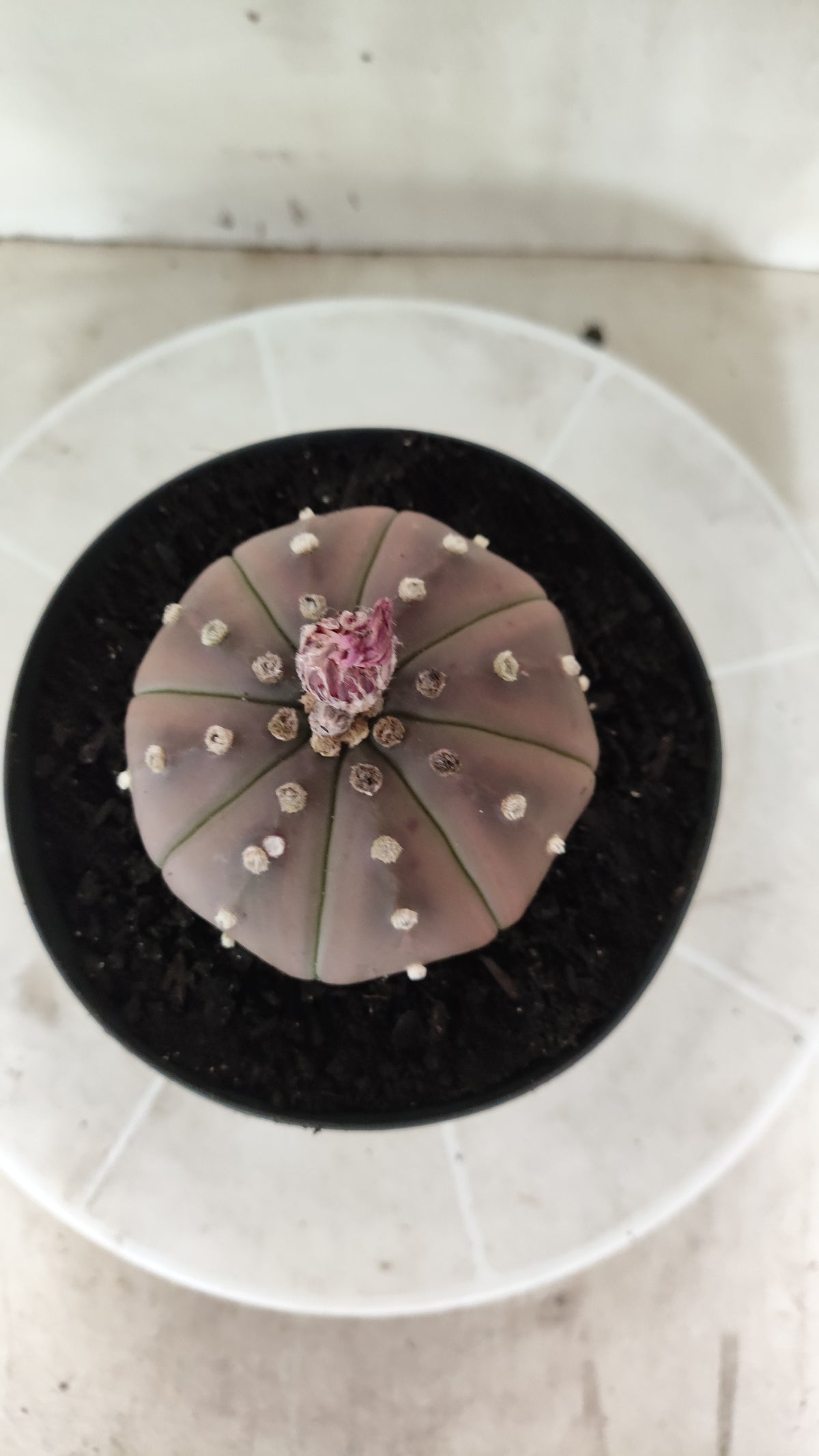 ASTROPHYTUM ASTERIAS "STAR SHAPE - Purple  Nº 1744 – vaso 15