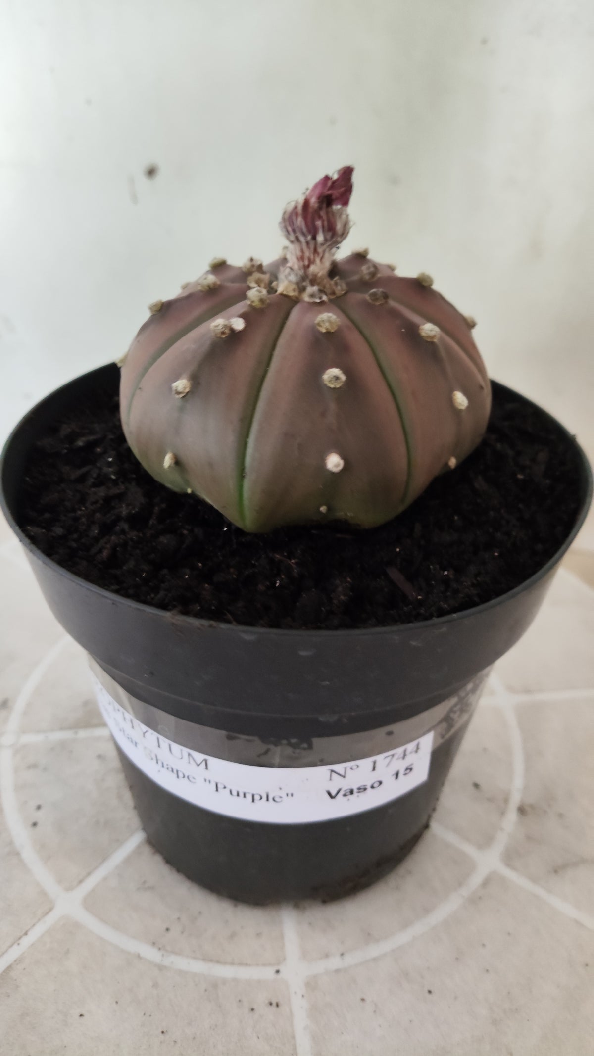 ASTROPHYTUM ASTERIAS "STAR SHAPE - Purple  Nº 1744 – vaso 15