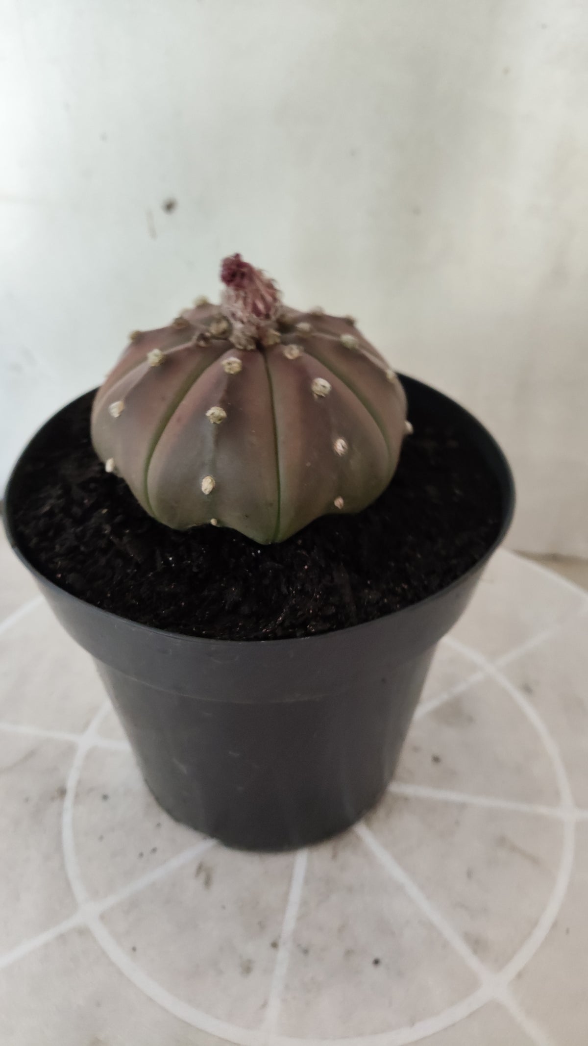 ASTROPHYTUM ASTERIAS "STAR SHAPE - Purple  Nº 1744 – vaso 15