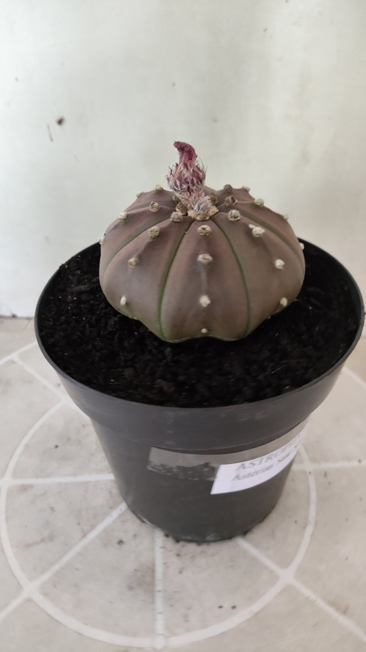 ASTROPHYTUM ASTERIAS "STAR SHAPE - Purple  Nº 1744 – vaso 15
