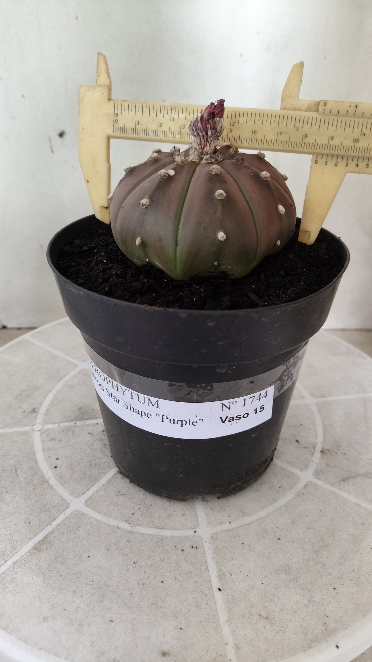 ASTROPHYTUM ASTERIAS "STAR SHAPE - Purple  Nº 1744 – vaso 15