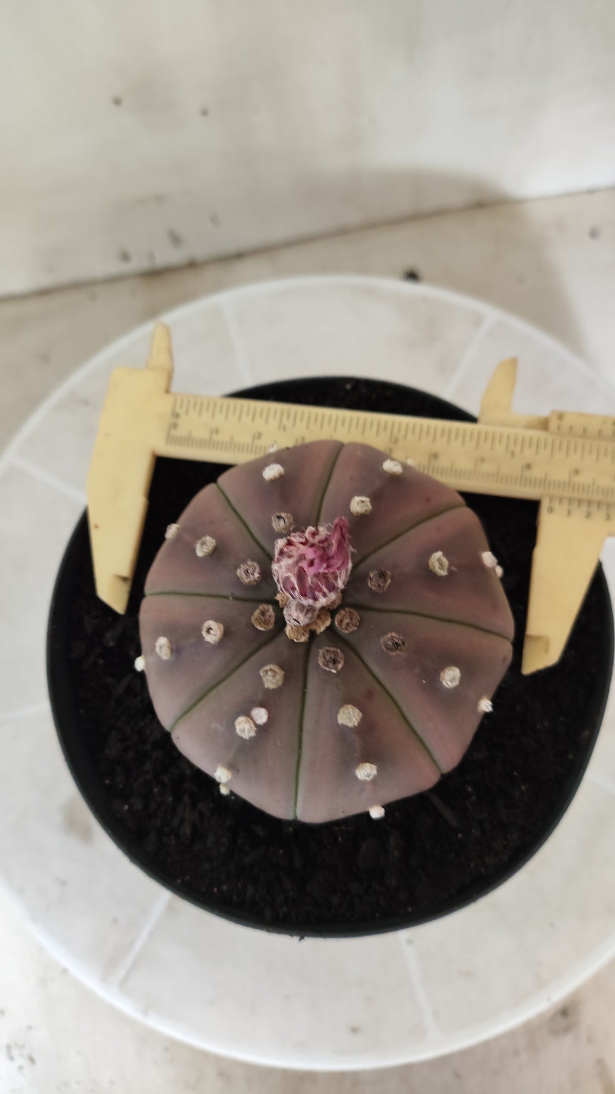 ASTROPHYTUM ASTERIAS "STAR SHAPE - Purple  Nº 1744 – vaso 15
