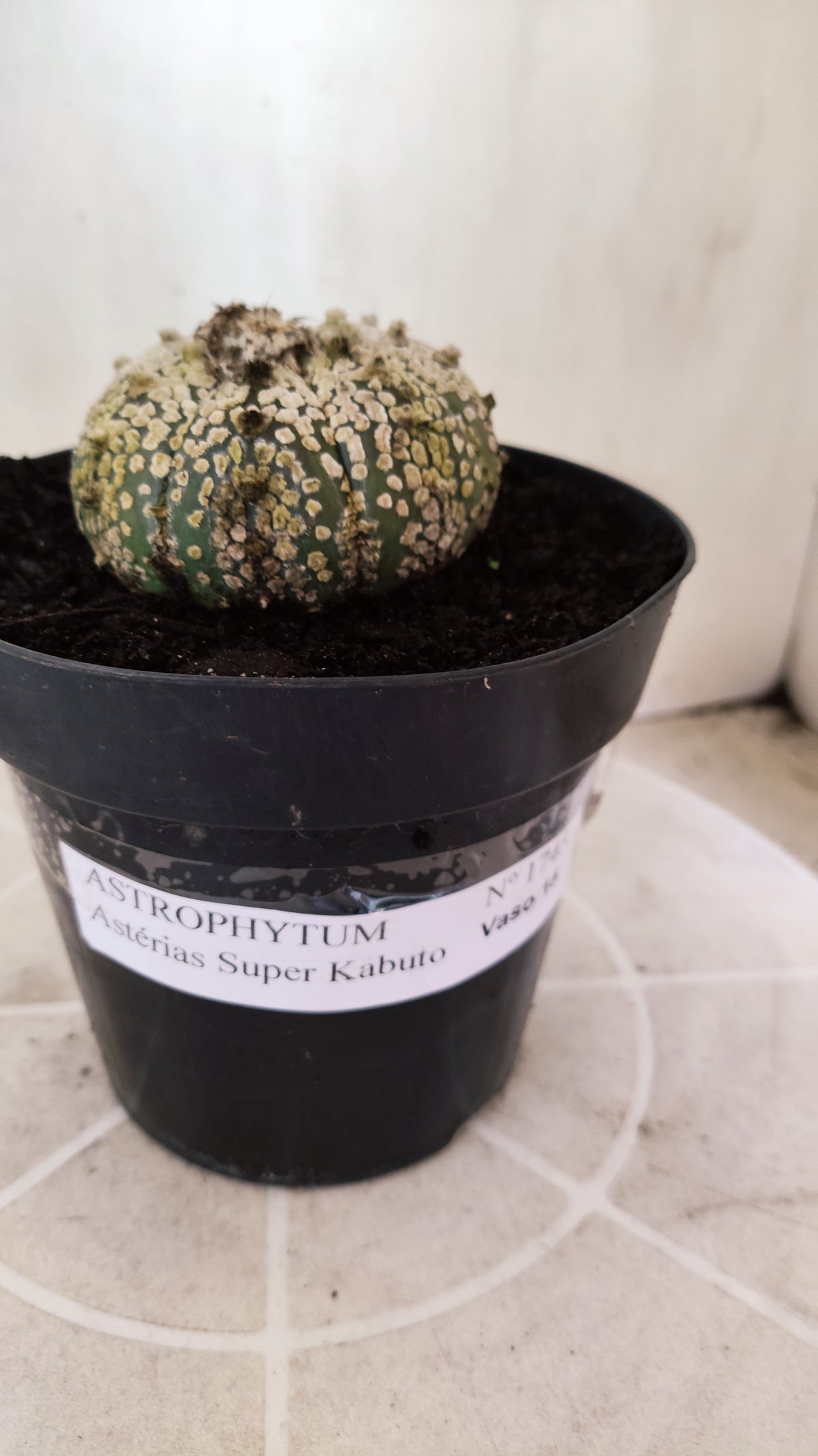 ASTROPHYTUM ASTERIAS  "SUPER KABUTO"  Nº 1745 – vaso 15
