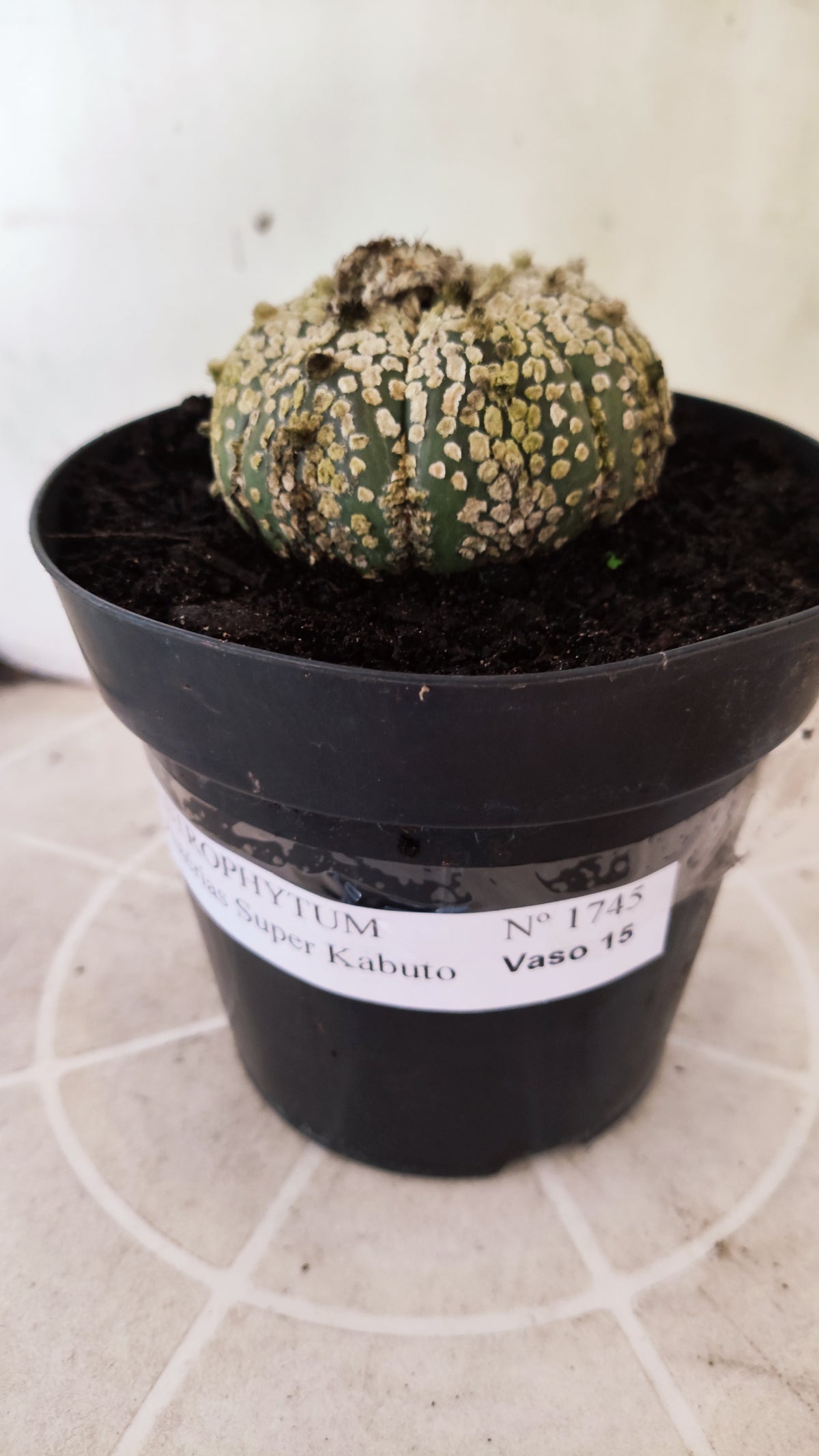 ASTROPHYTUM ASTERIAS  "SUPER KABUTO"  Nº 1745 – vaso 15