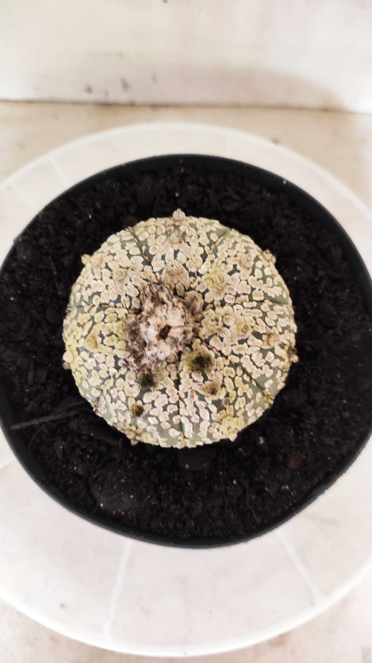 ASTROPHYTUM ASTERIAS  "SUPER KABUTO"  Nº 1745 – vaso 15