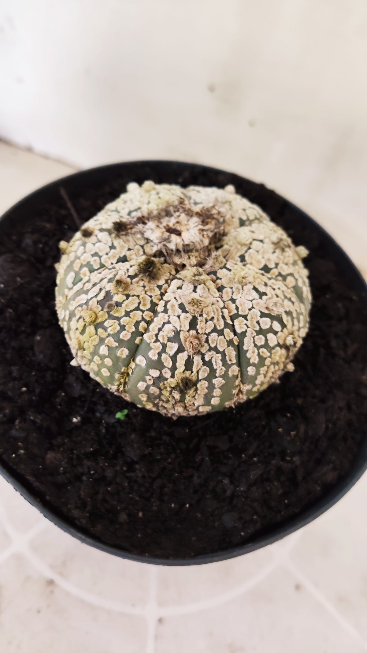 ASTROPHYTUM ASTERIAS  "SUPER KABUTO"  Nº 1745 – vaso 15