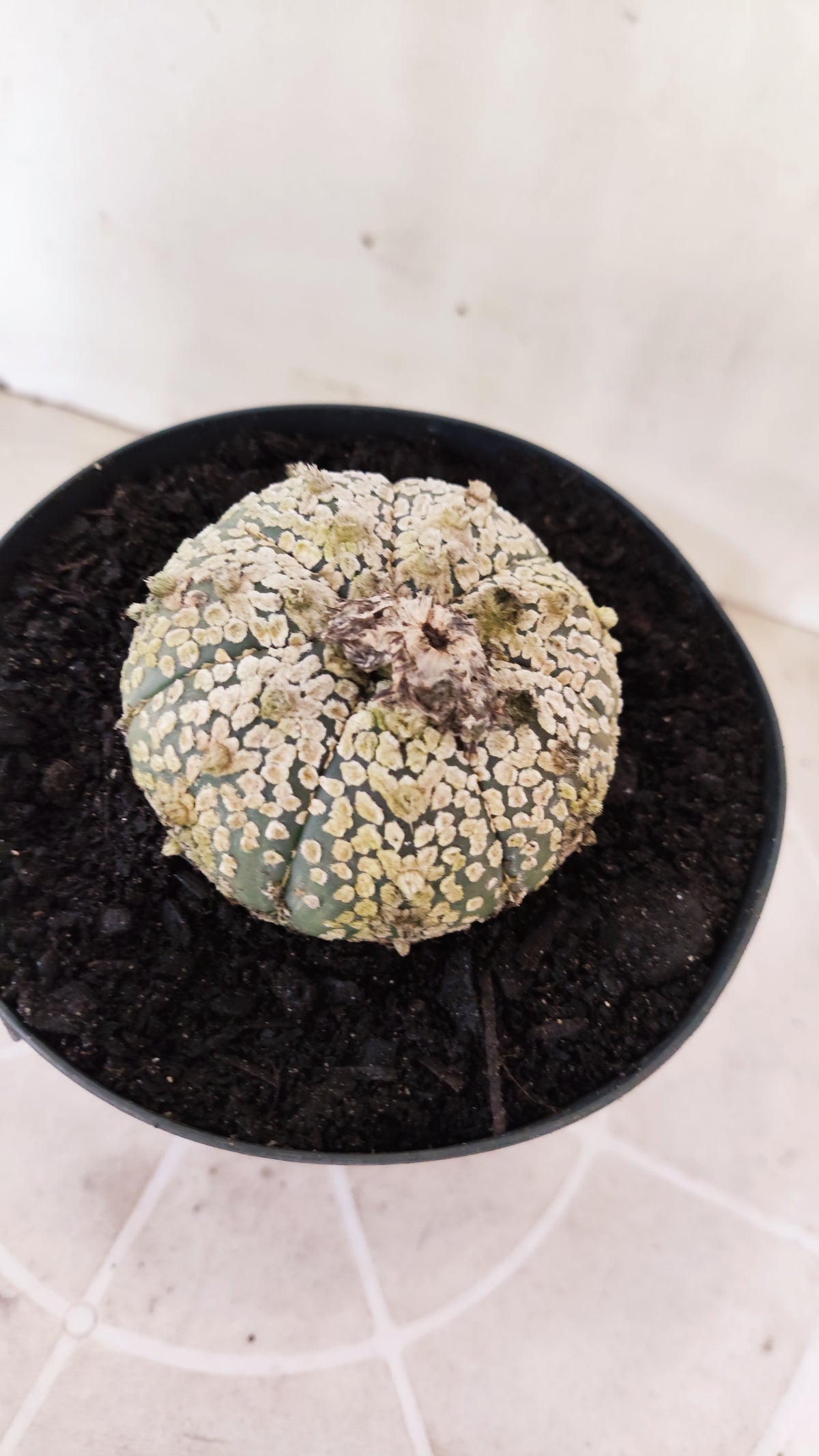 ASTROPHYTUM ASTERIAS  "SUPER KABUTO"  Nº 1745 – vaso 15