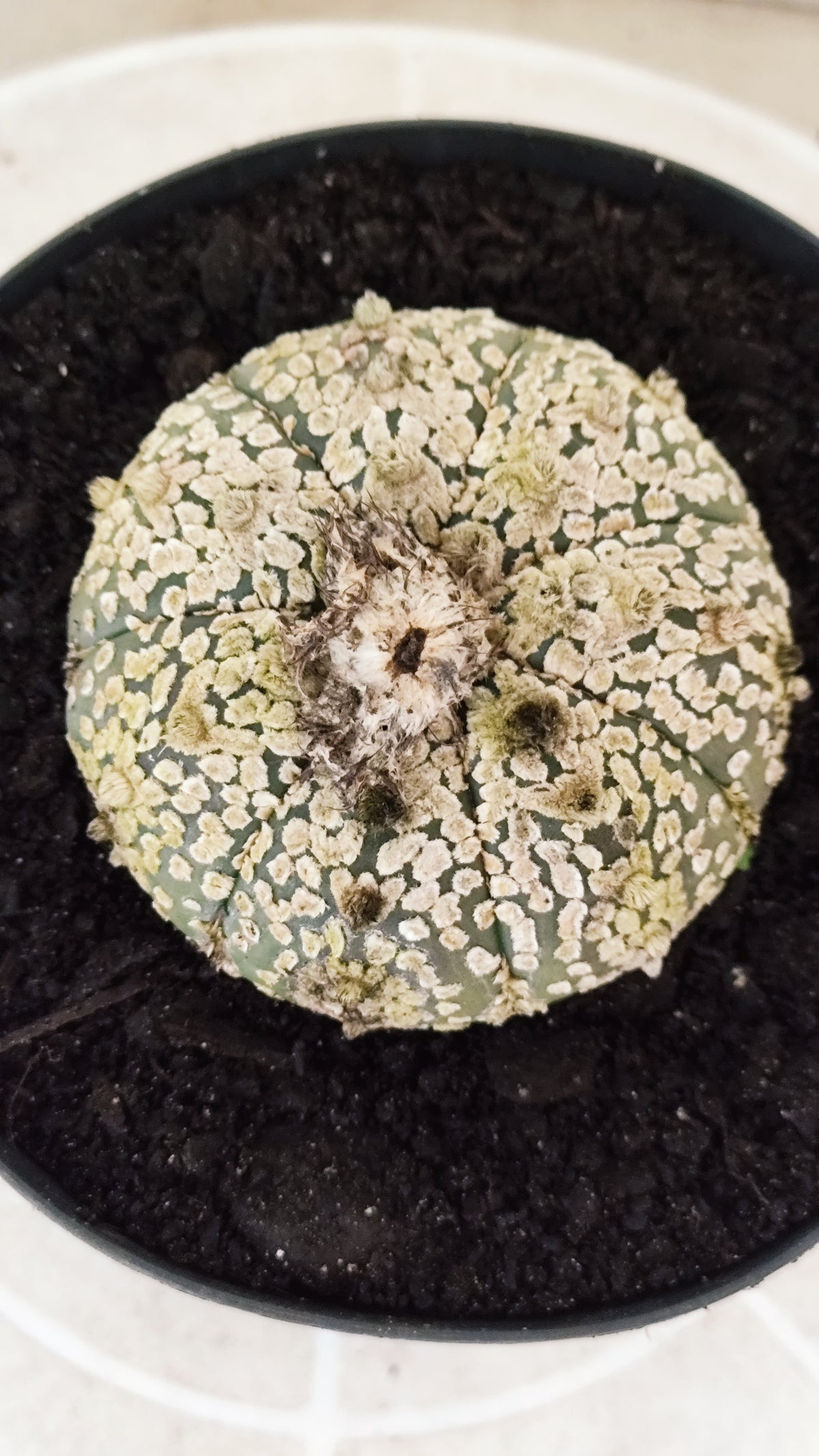 ASTROPHYTUM ASTERIAS  "SUPER KABUTO"  Nº 1745 – vaso 15