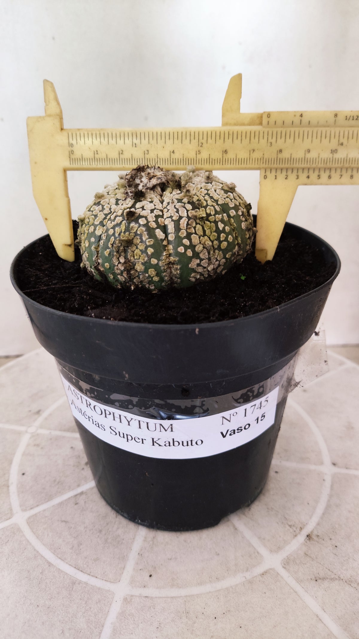 ASTROPHYTUM ASTERIAS  "SUPER KABUTO"  Nº 1745 – vaso 15