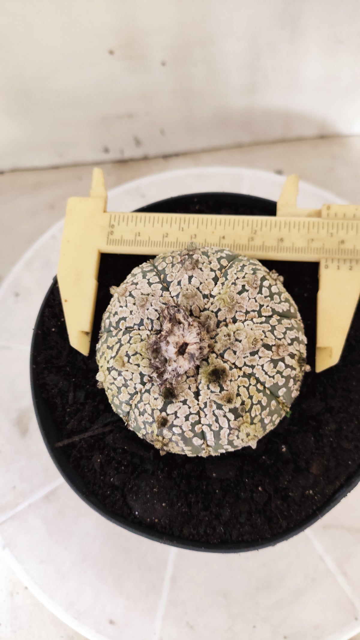ASTROPHYTUM ASTERIAS  "SUPER KABUTO"  Nº 1745 – vaso 15