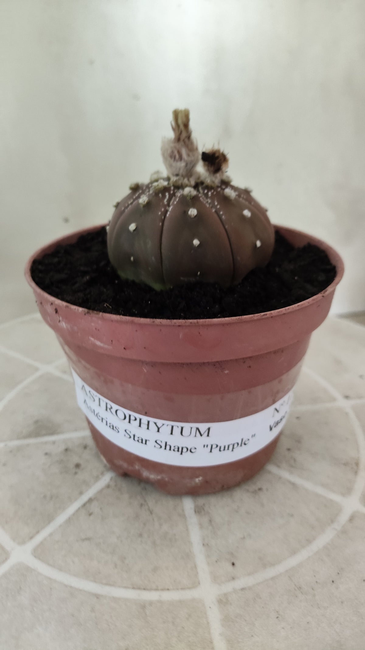 ASTROPHYTUM ASTERIAS "STAR SHAPE - Purple  Nº 1746 – vaso 11