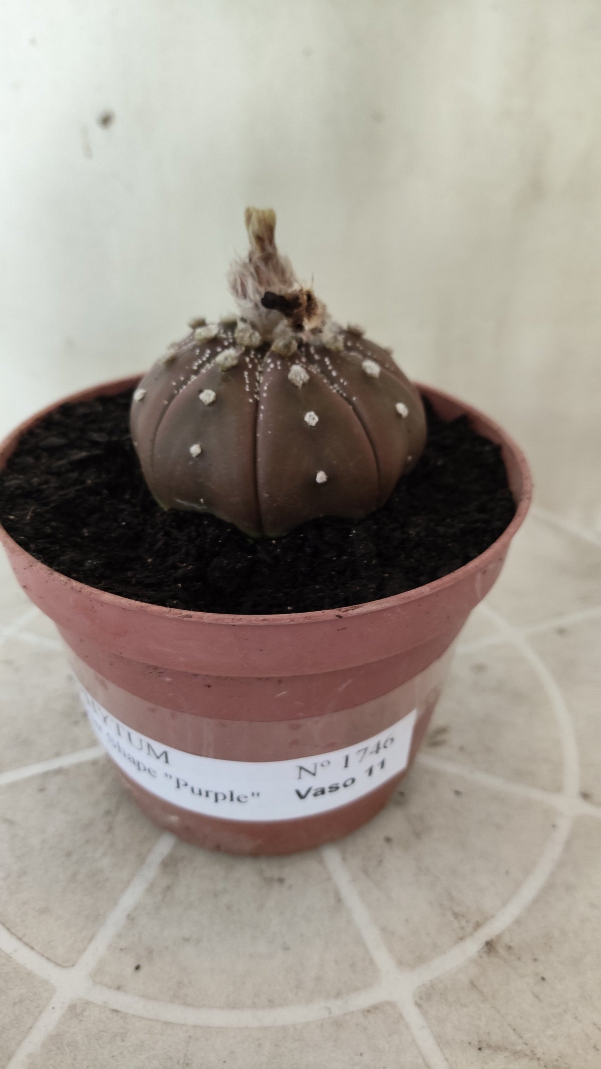 ASTROPHYTUM ASTERIAS "STAR SHAPE - Purple  Nº 1746 – vaso 11