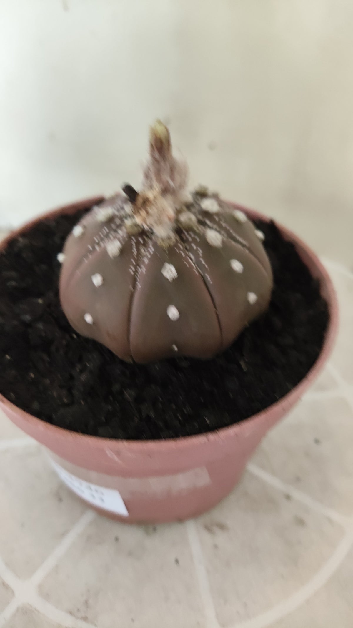 ASTROPHYTUM ASTERIAS "STAR SHAPE - Purple  Nº 1746 – vaso 11
