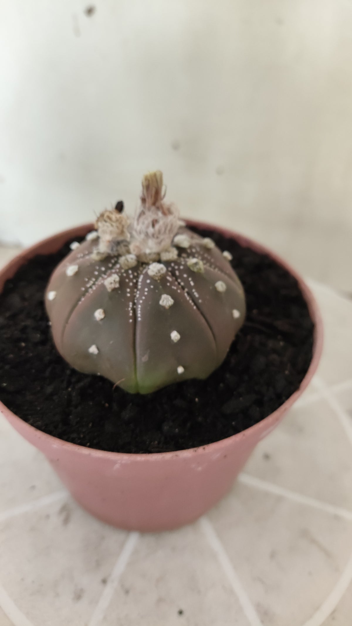 ASTROPHYTUM ASTERIAS "STAR SHAPE - Purple  Nº 1746 – vaso 11