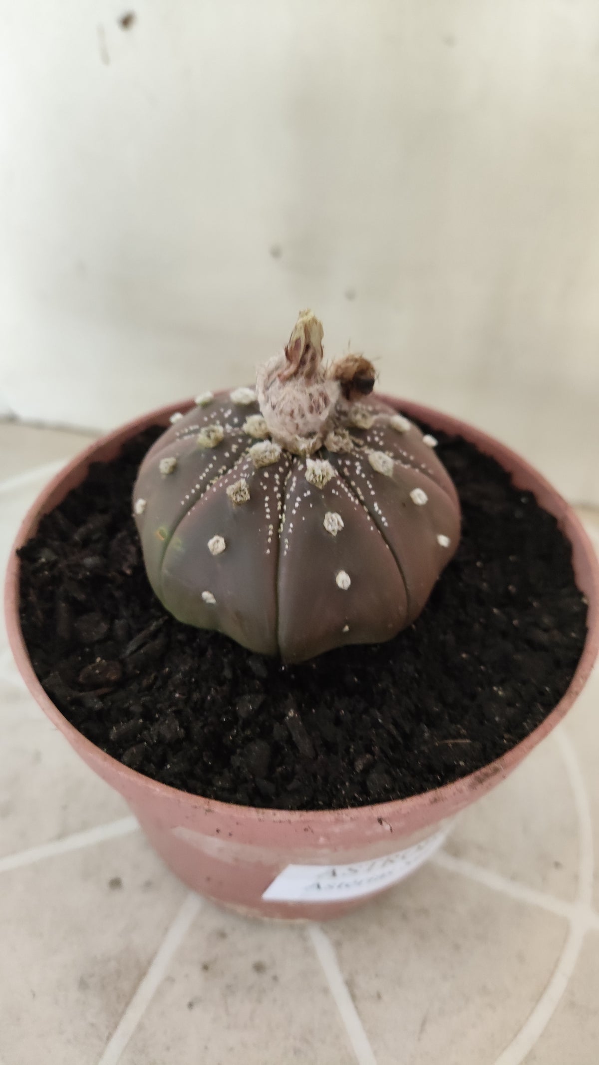 ASTROPHYTUM ASTERIAS "STAR SHAPE - Purple  Nº 1746 – vaso 11