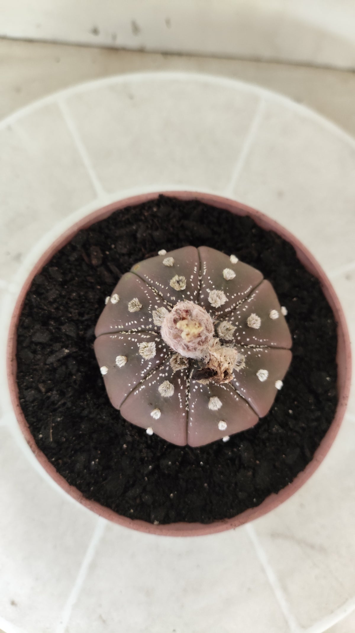 ASTROPHYTUM ASTERIAS "STAR SHAPE - Purple  Nº 1746 – vaso 11