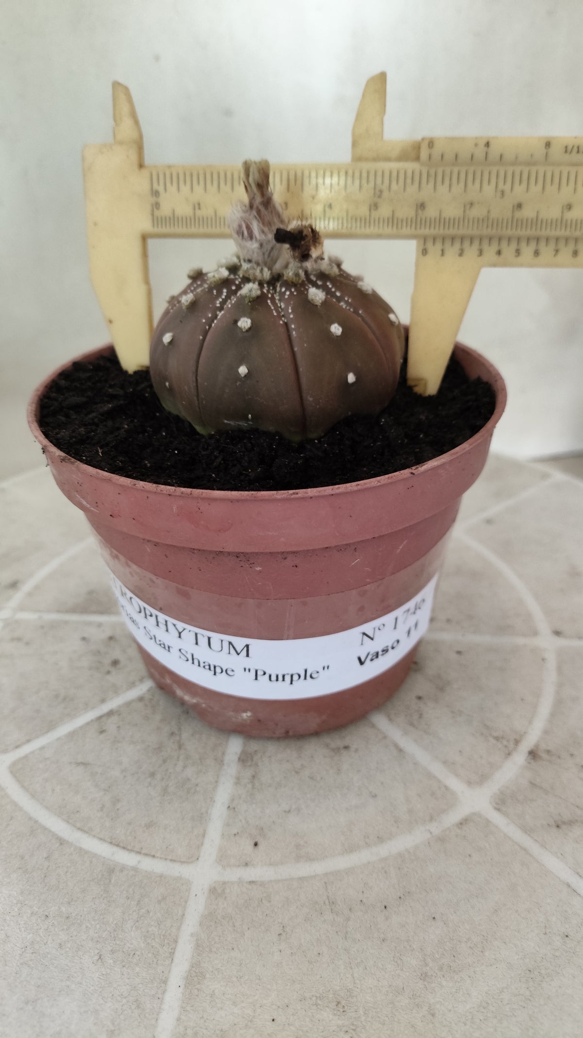 ASTROPHYTUM ASTERIAS "STAR SHAPE - Purple  Nº 1746 – vaso 11